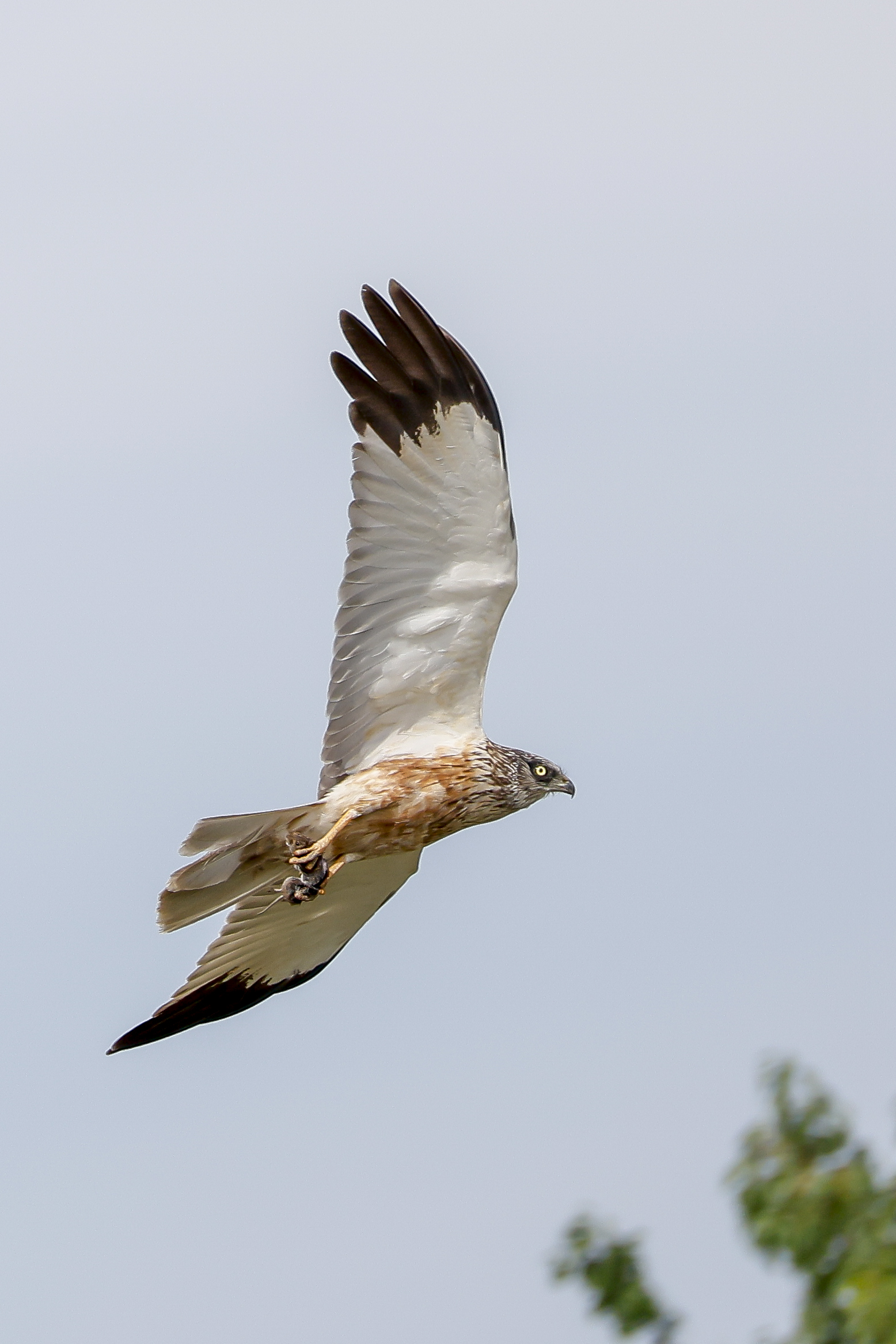Falcon con rato