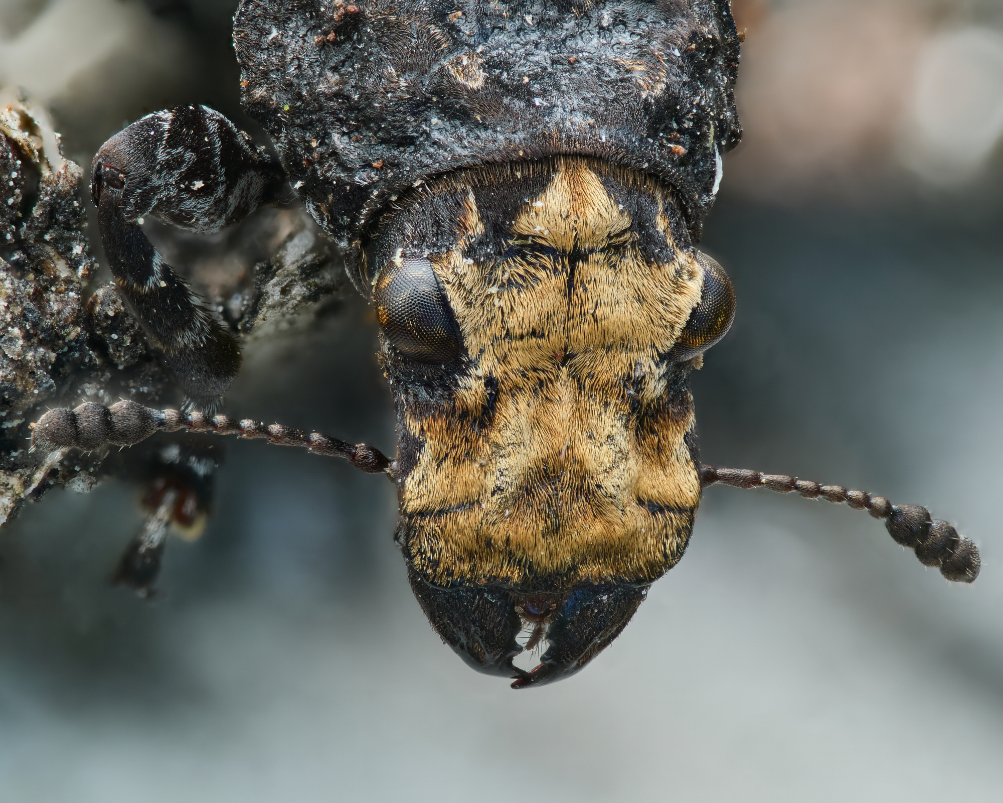 Platyrhinus resinosus
