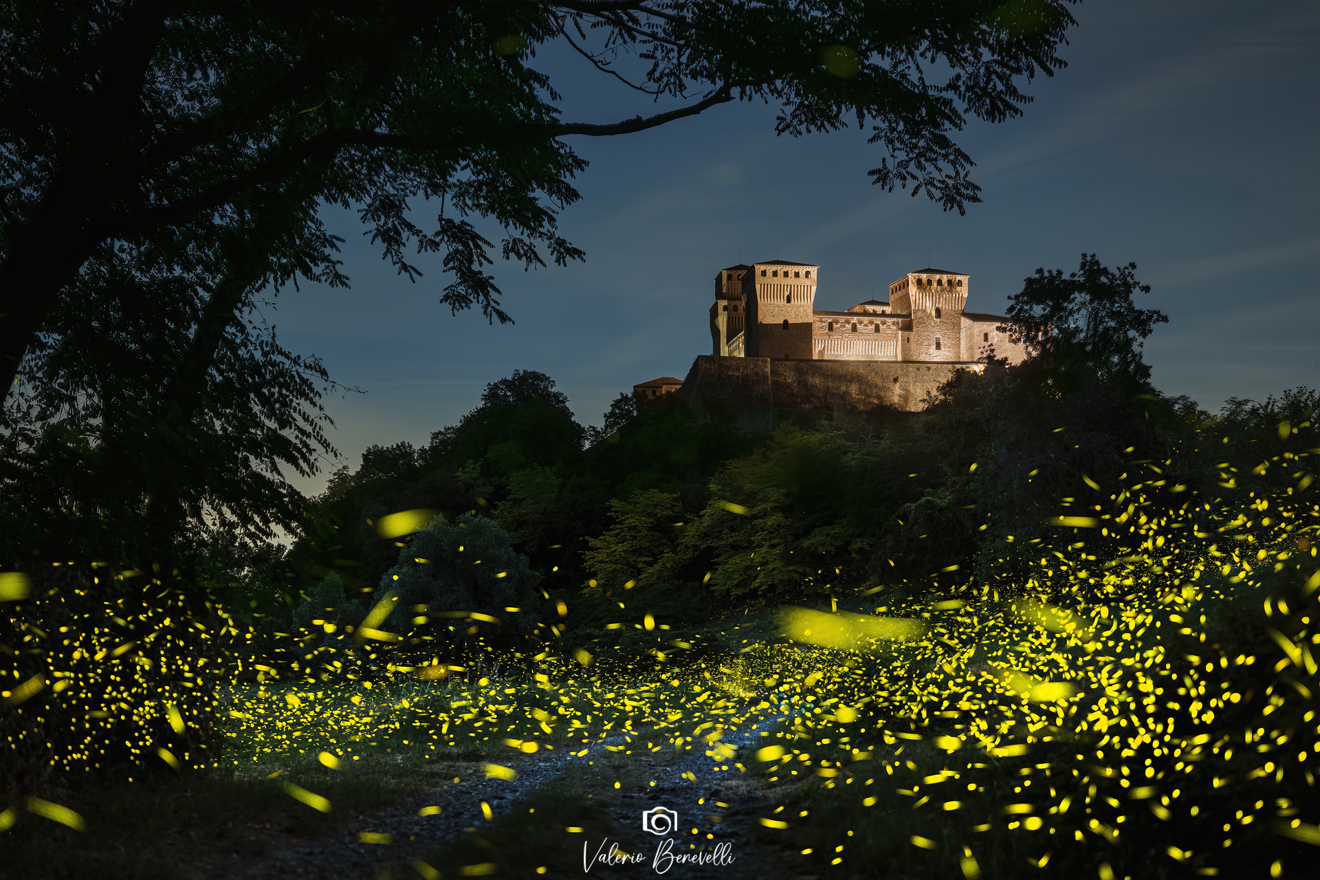 The "usual" fireflies