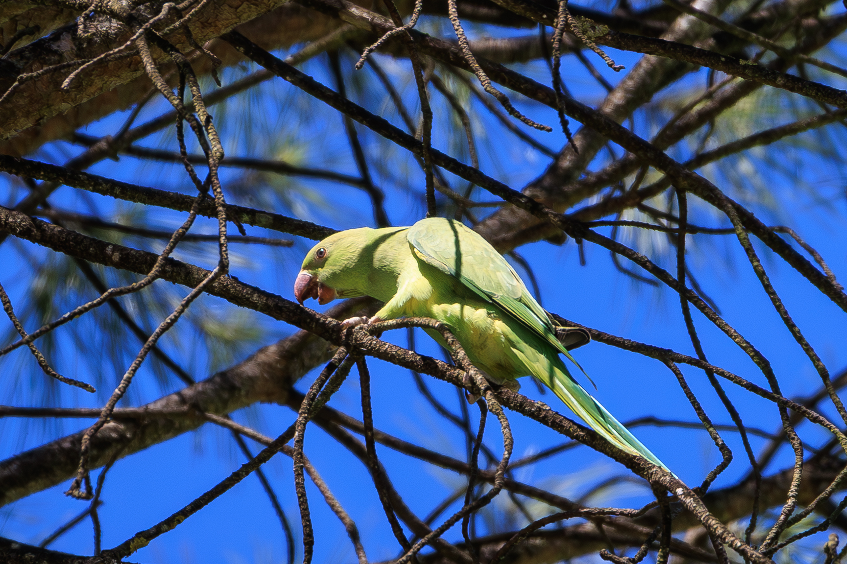 Parrocchetto