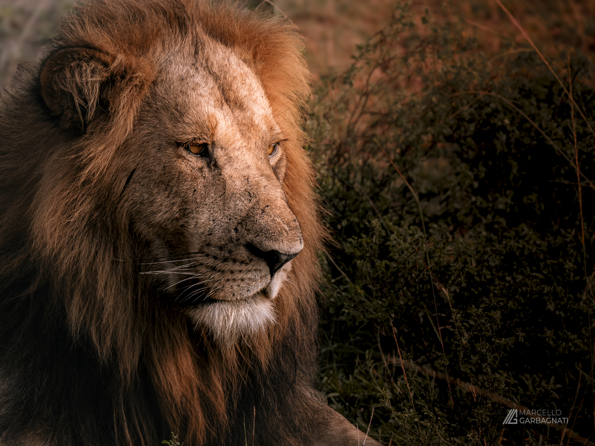 Relax in the savannah
