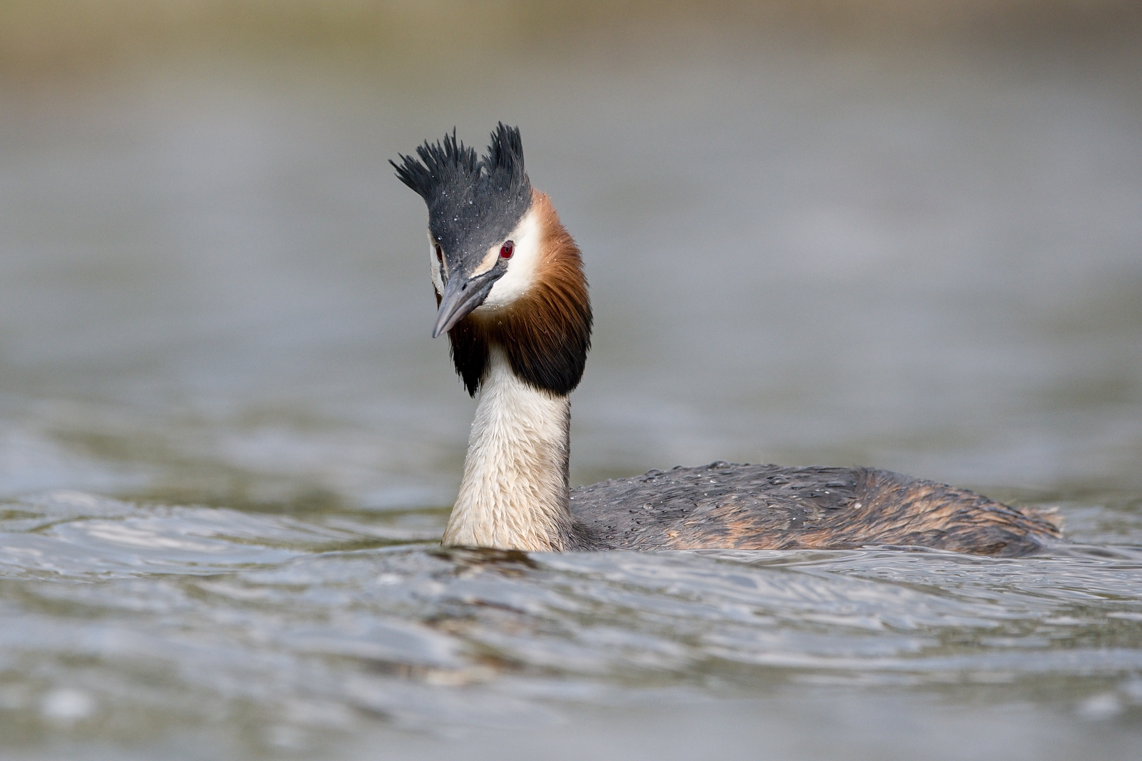 Podiceps cristatus