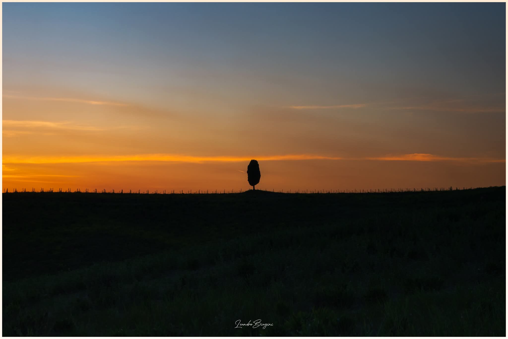 Lonely Tree