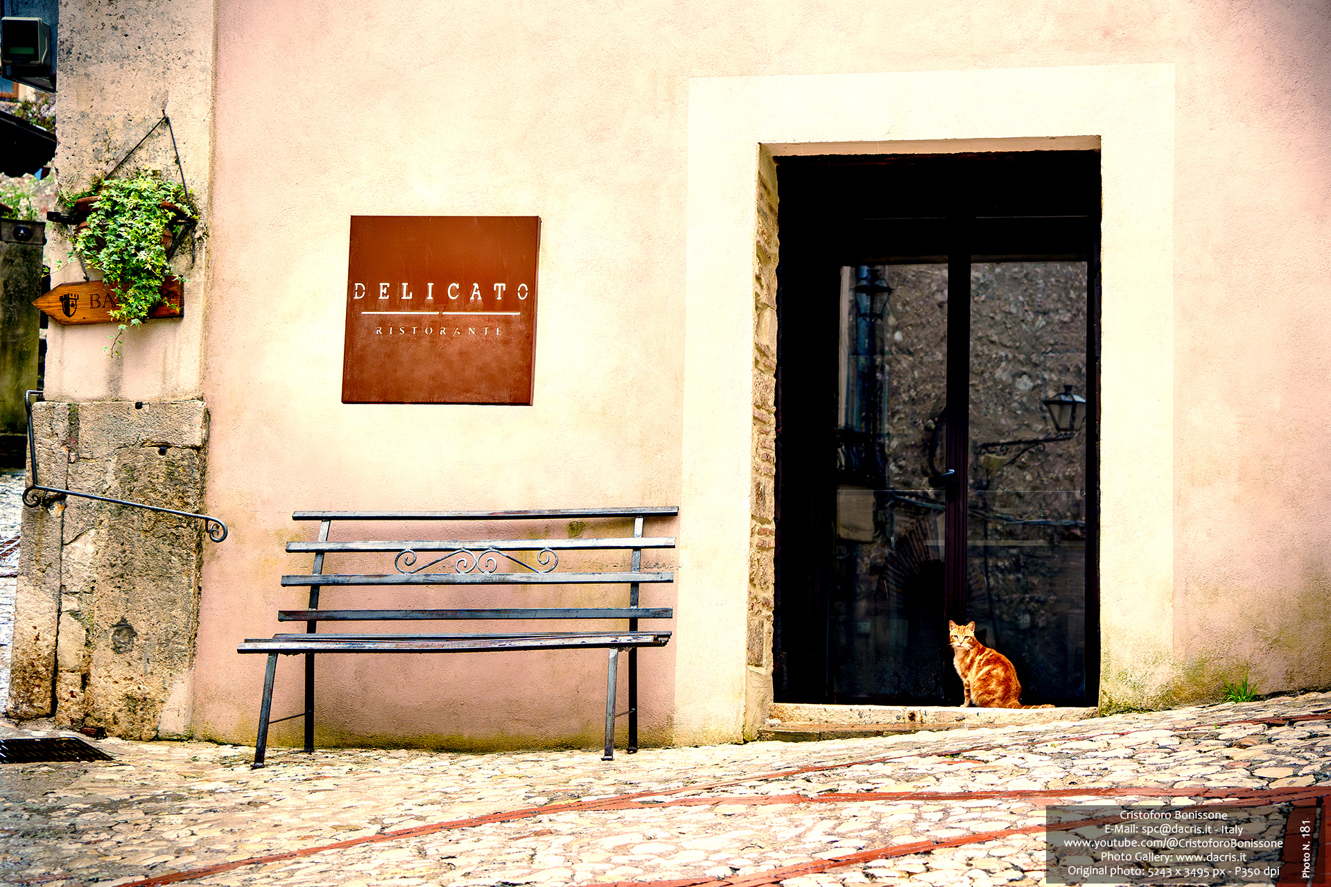 The cat in red - Photo 181