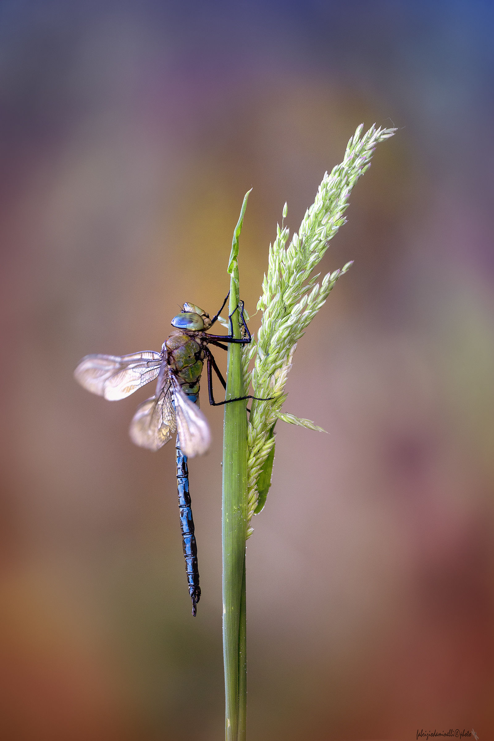 Anax imperator
