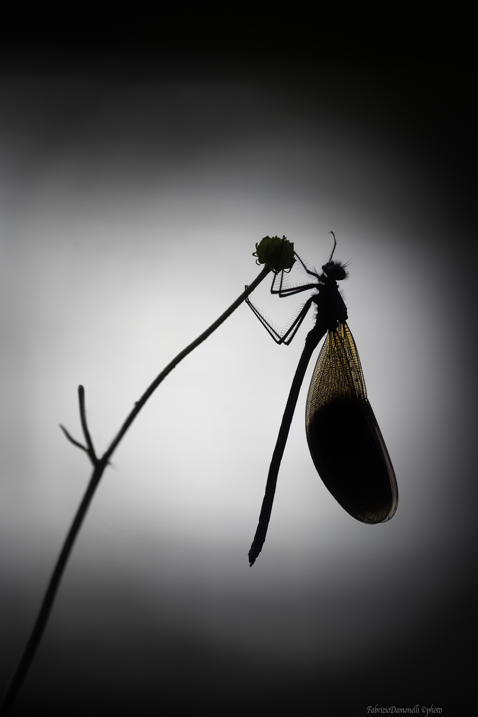 Calopteryx splendens