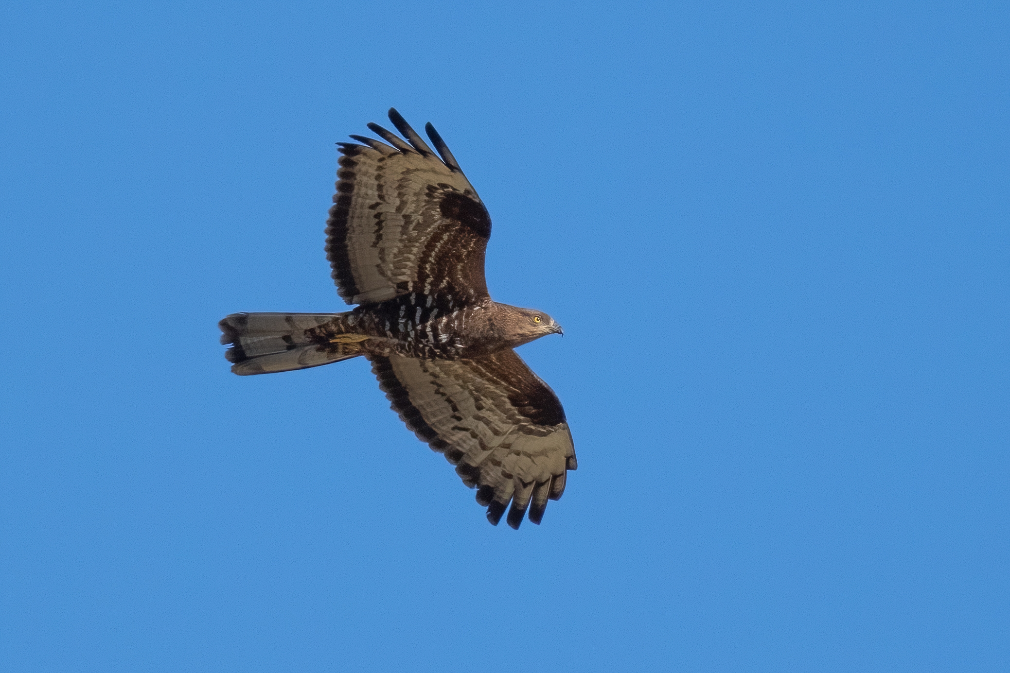 Falco Pecchiaiolo (Pernis apivorus)
