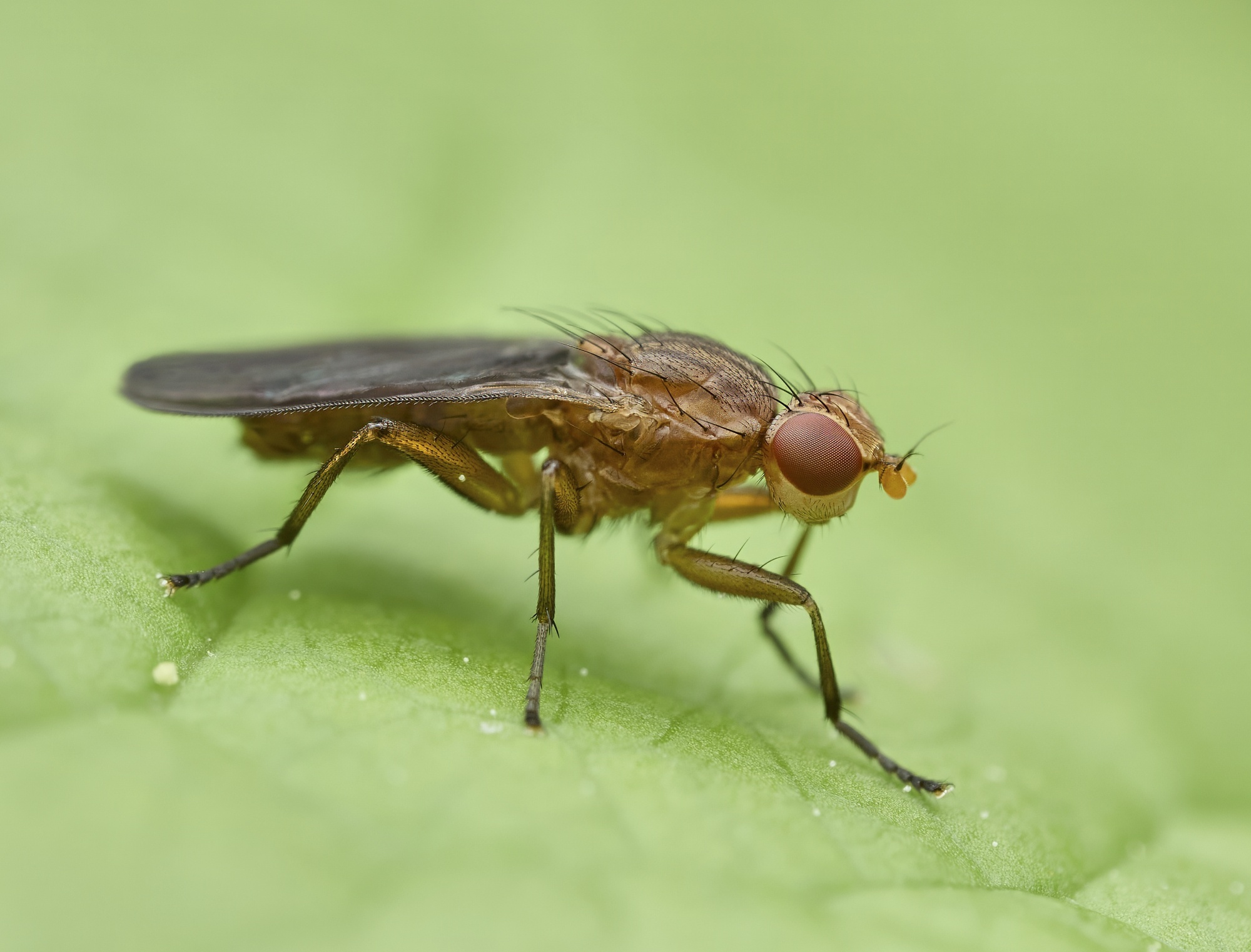 Pherbellia sp.