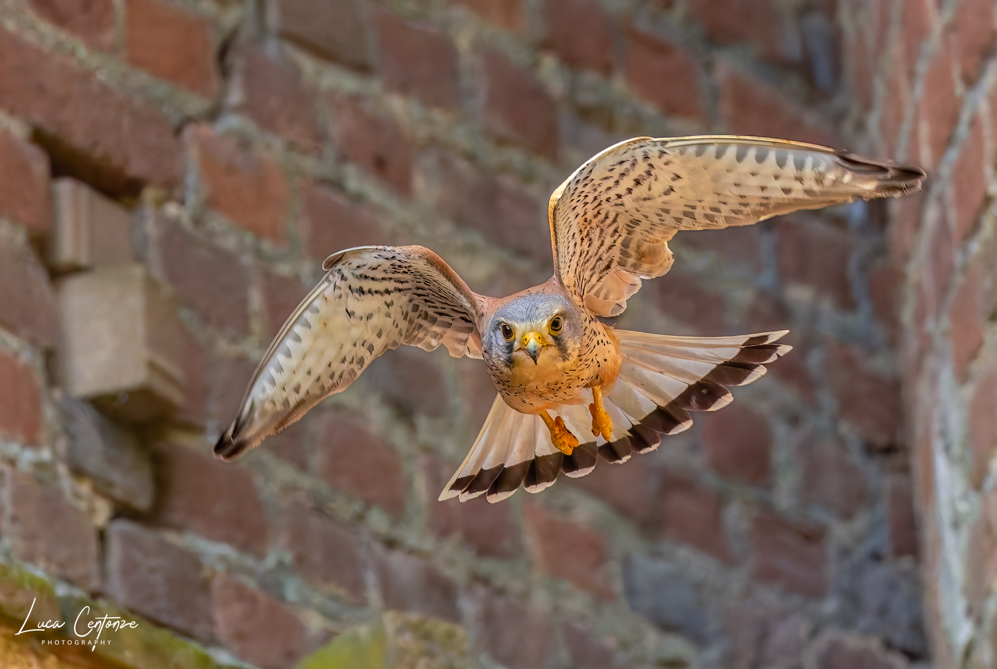 Male kestrel