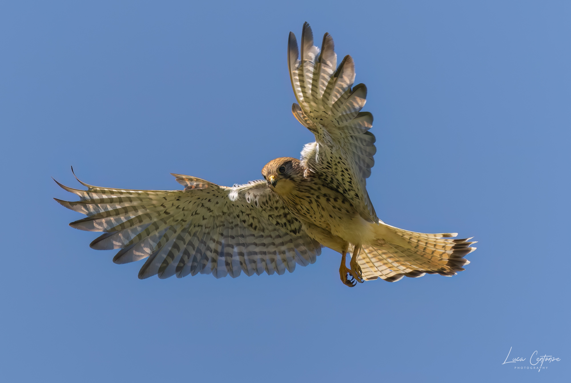 Adult female kestrel