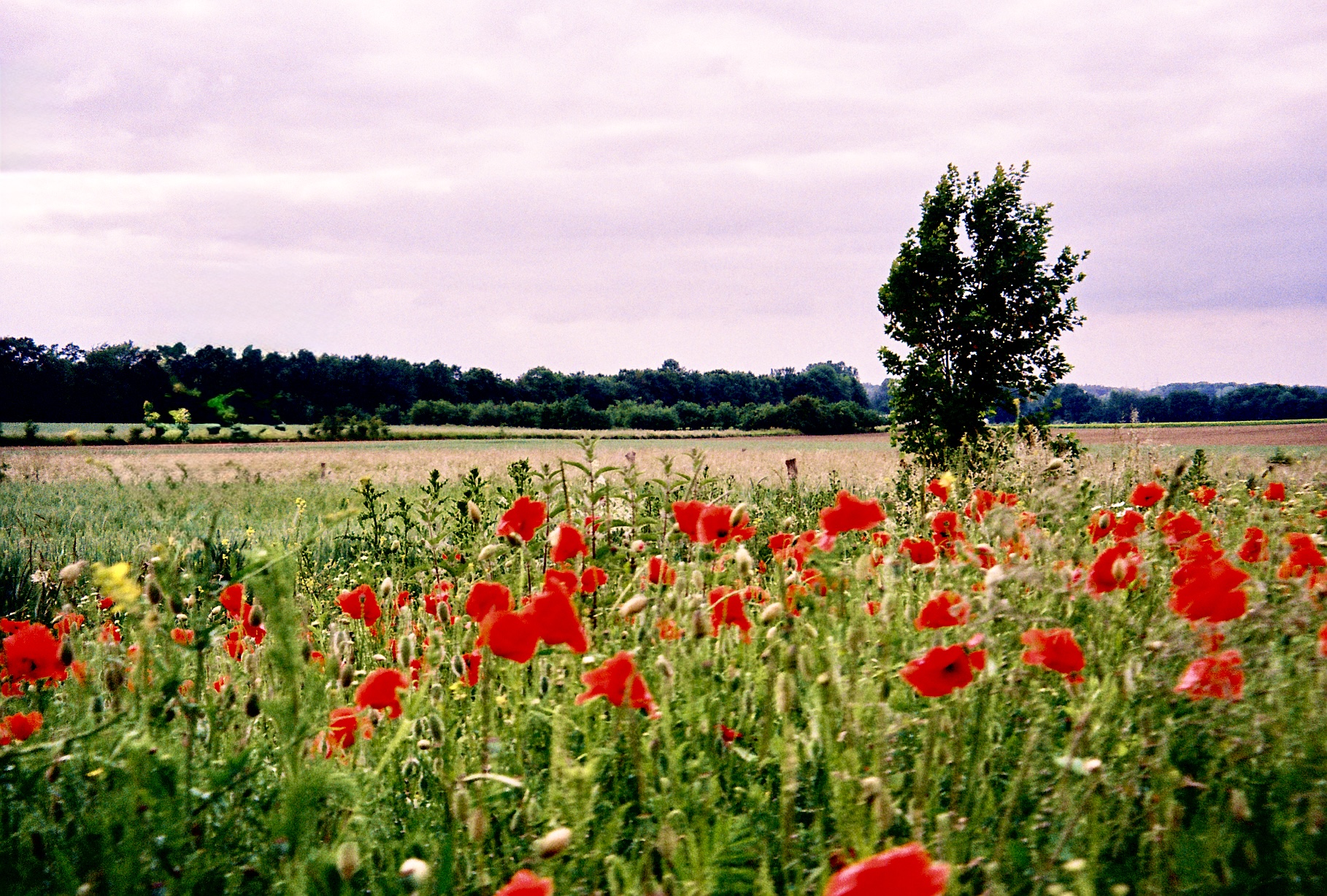 Poppy