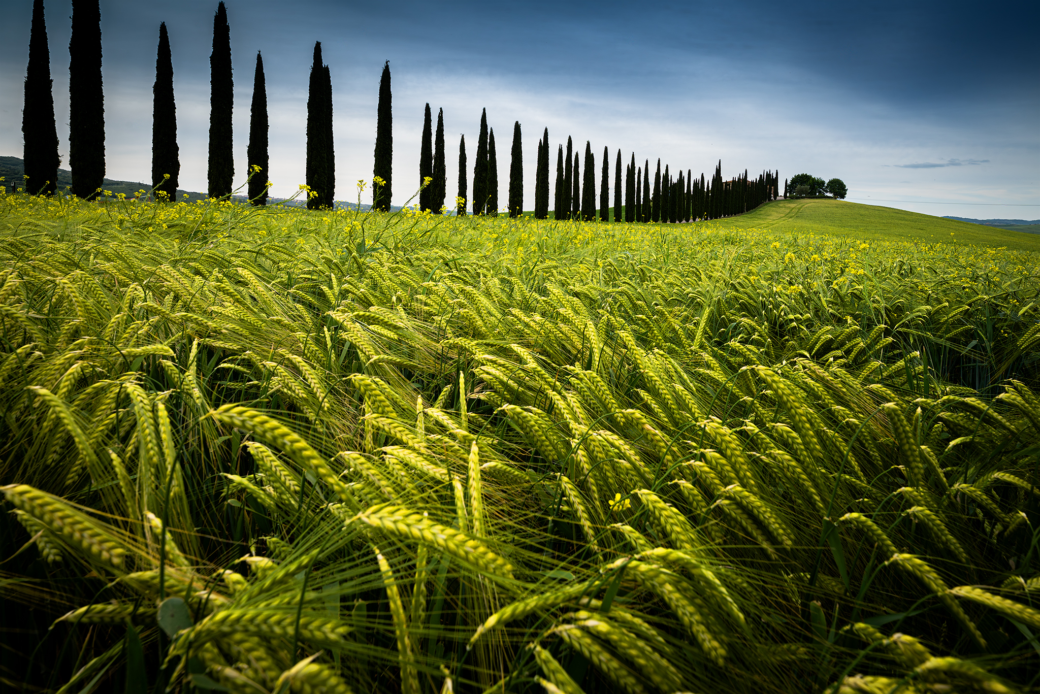 Poggio Covili and wheat