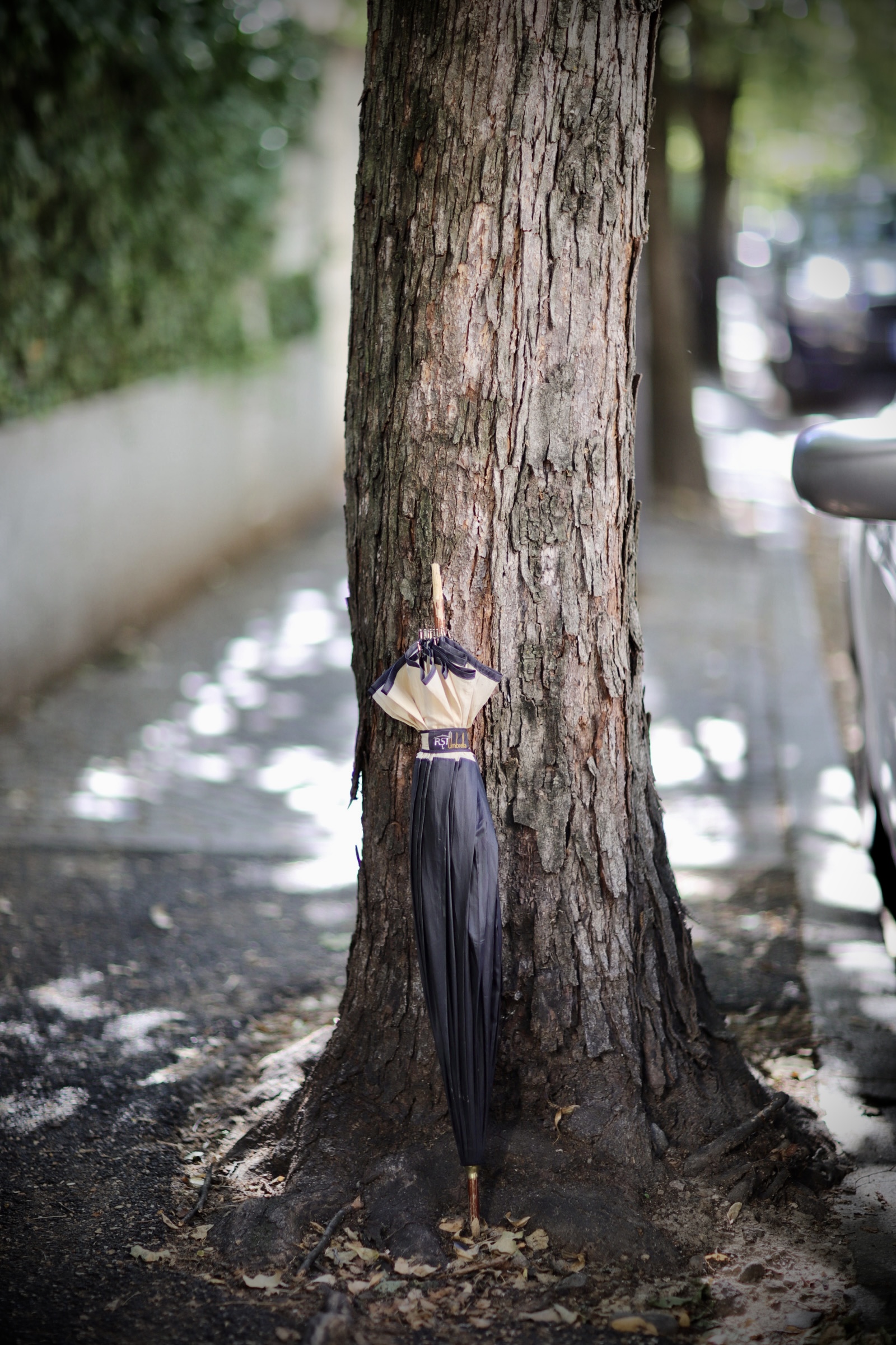 L’albero previdente