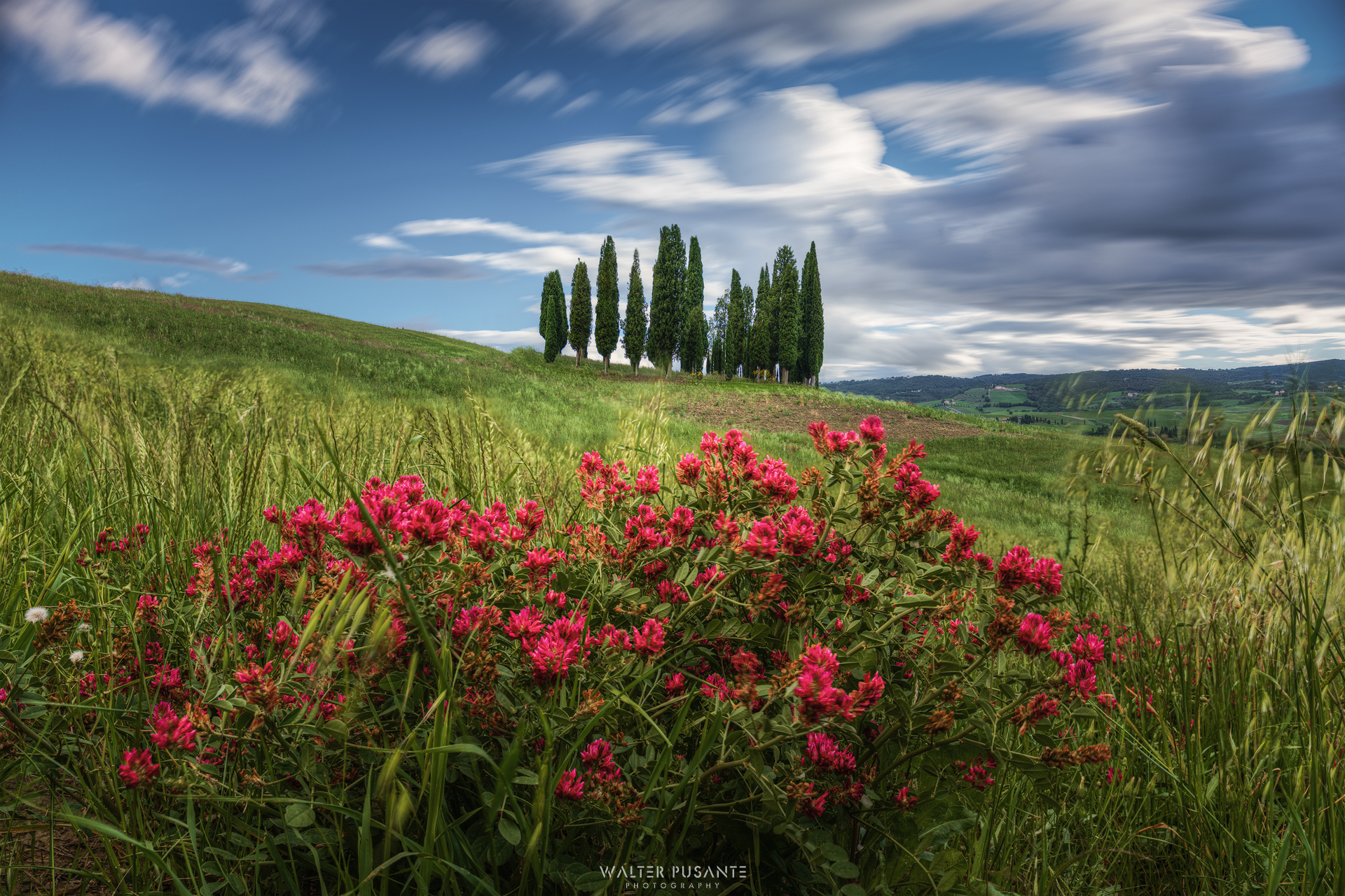 Val d'Orcia Cypresses