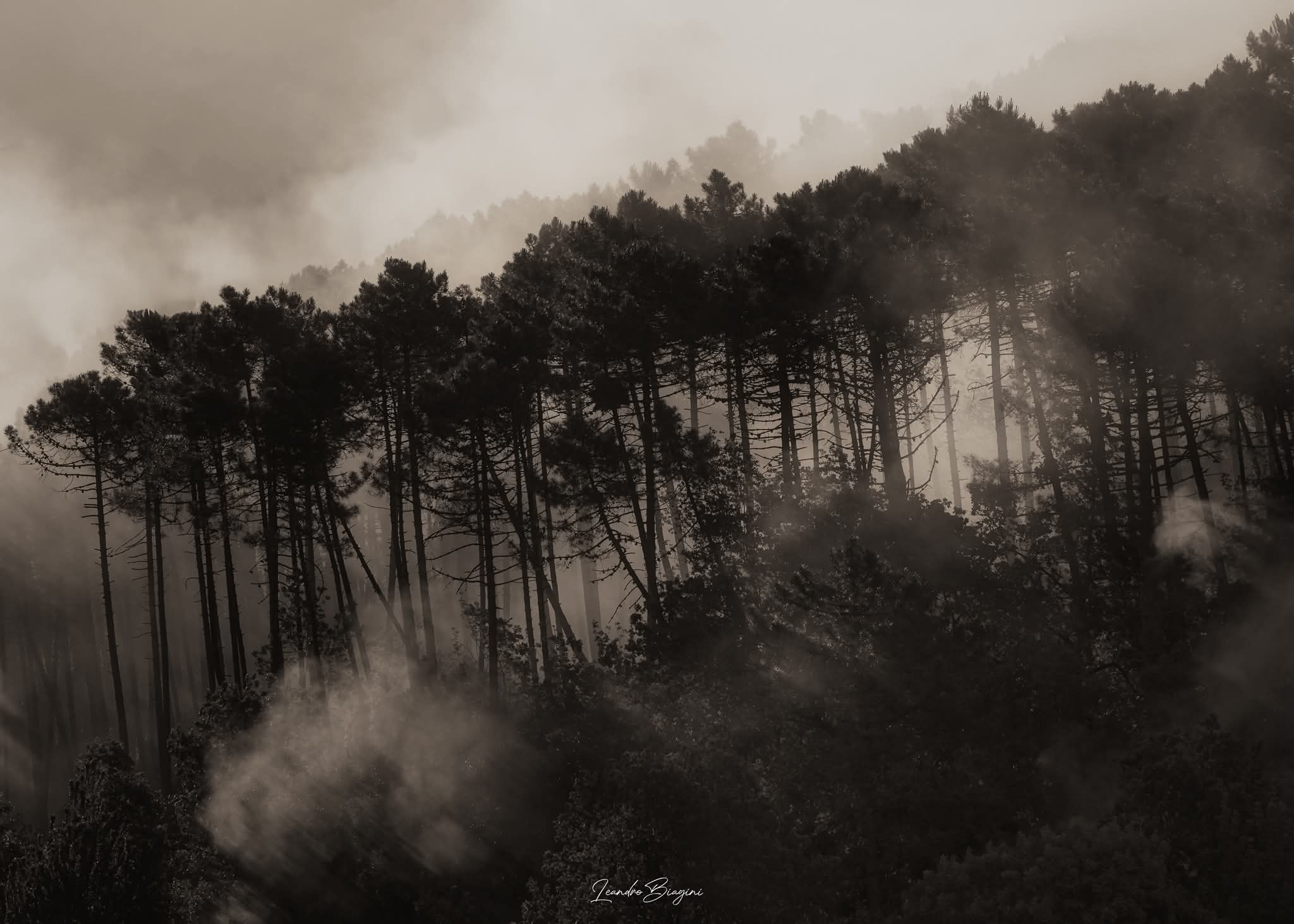 Asciano in flames