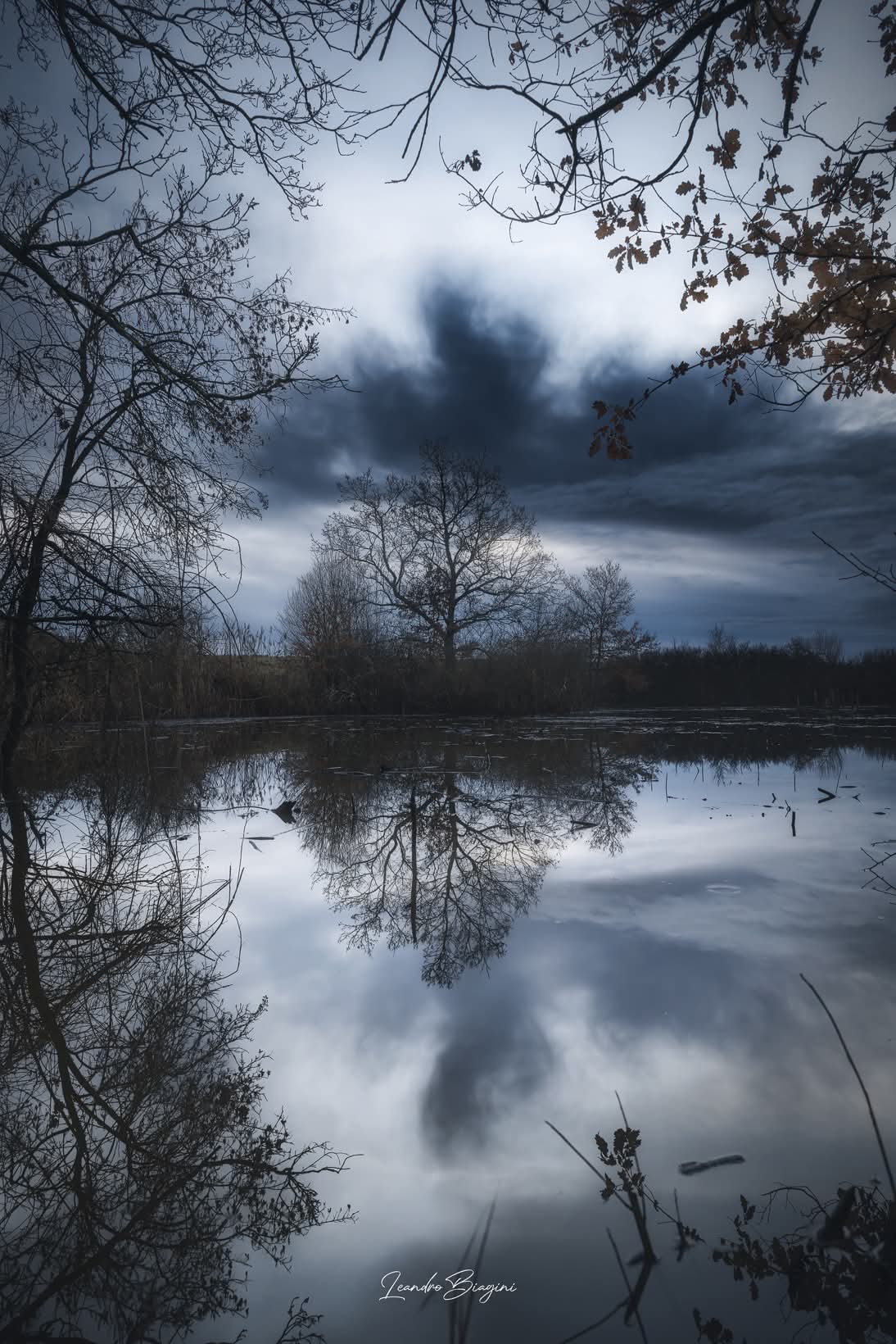 Dark tree