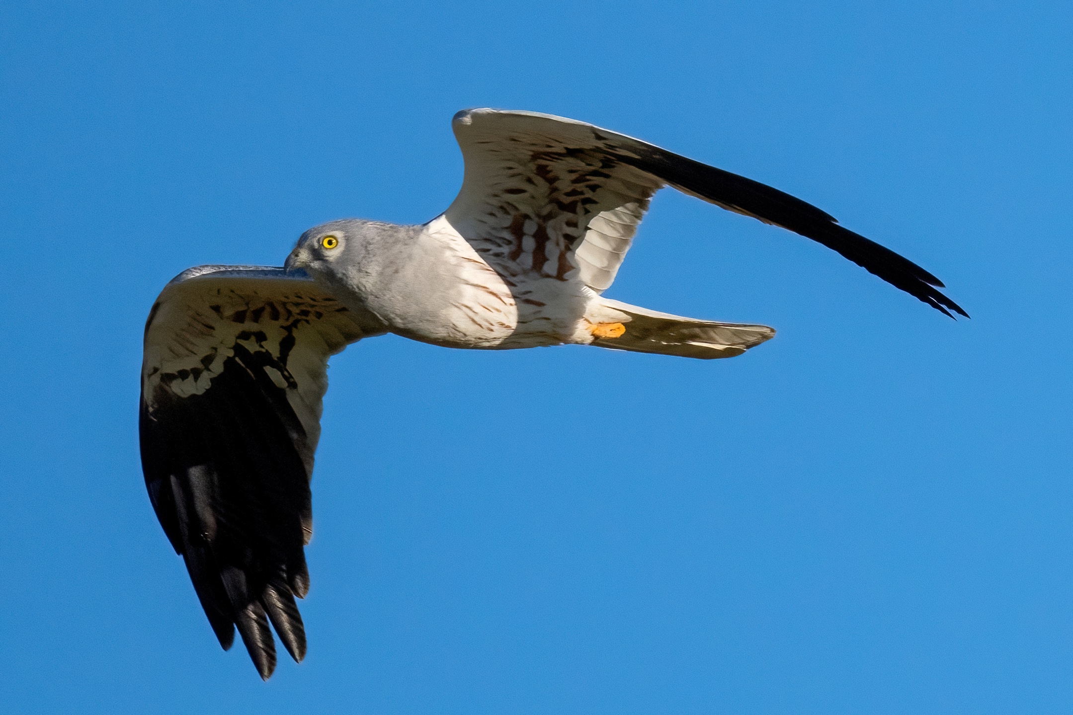 Montagu's Harrier (Circus pygargus)