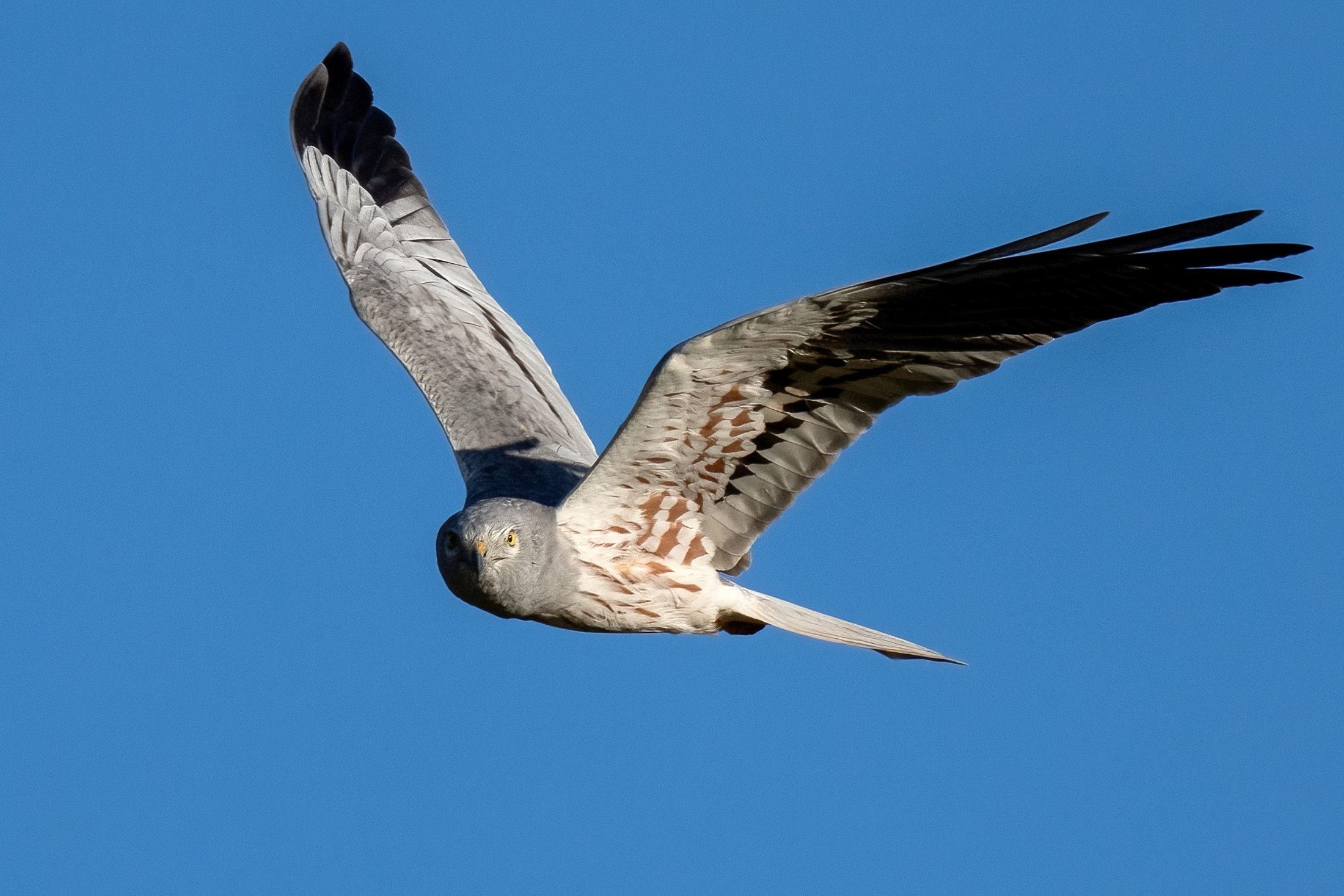Montagu's Harrier (Circus pygargus) - male