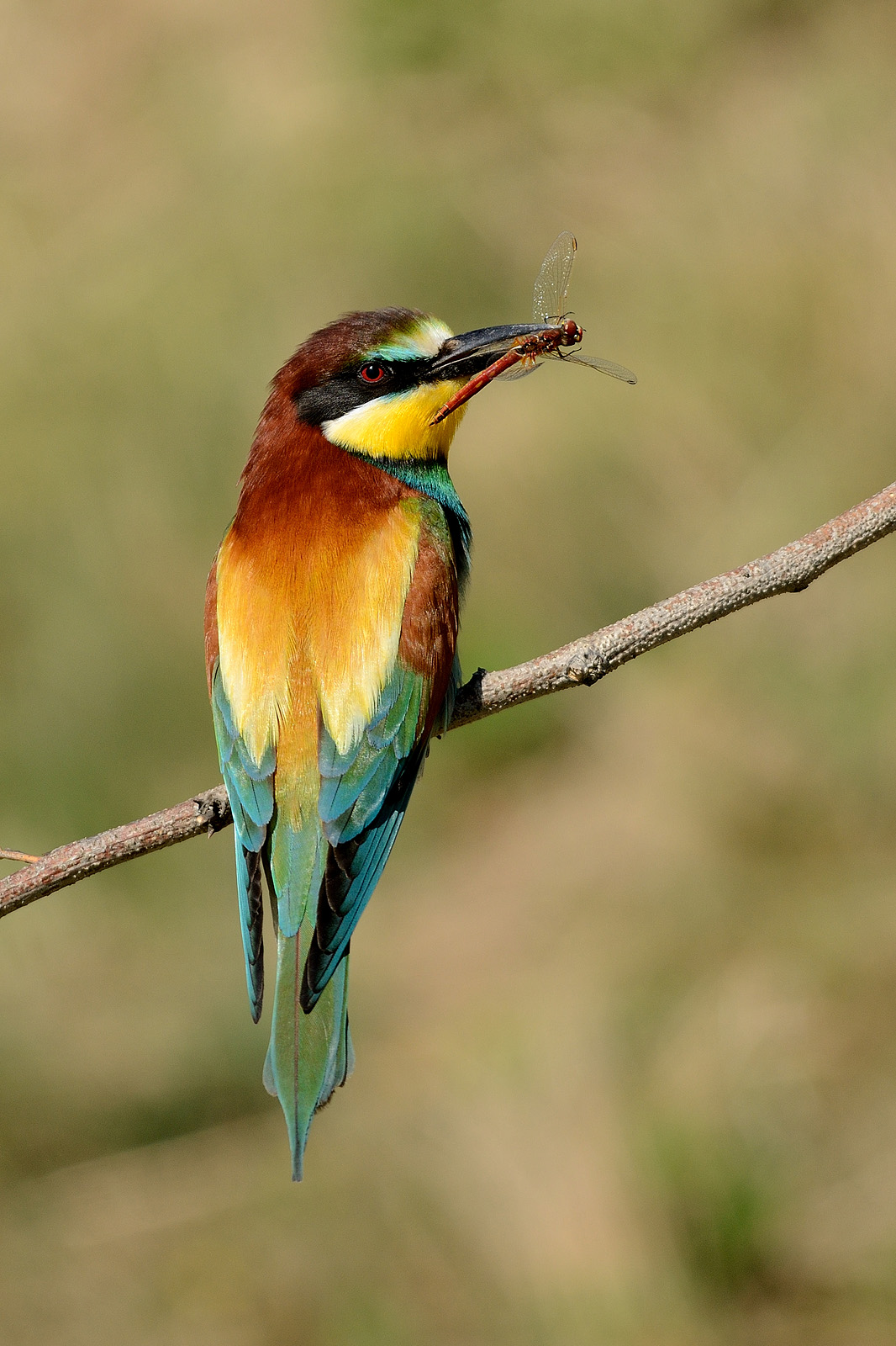 Gruccione con Libellula