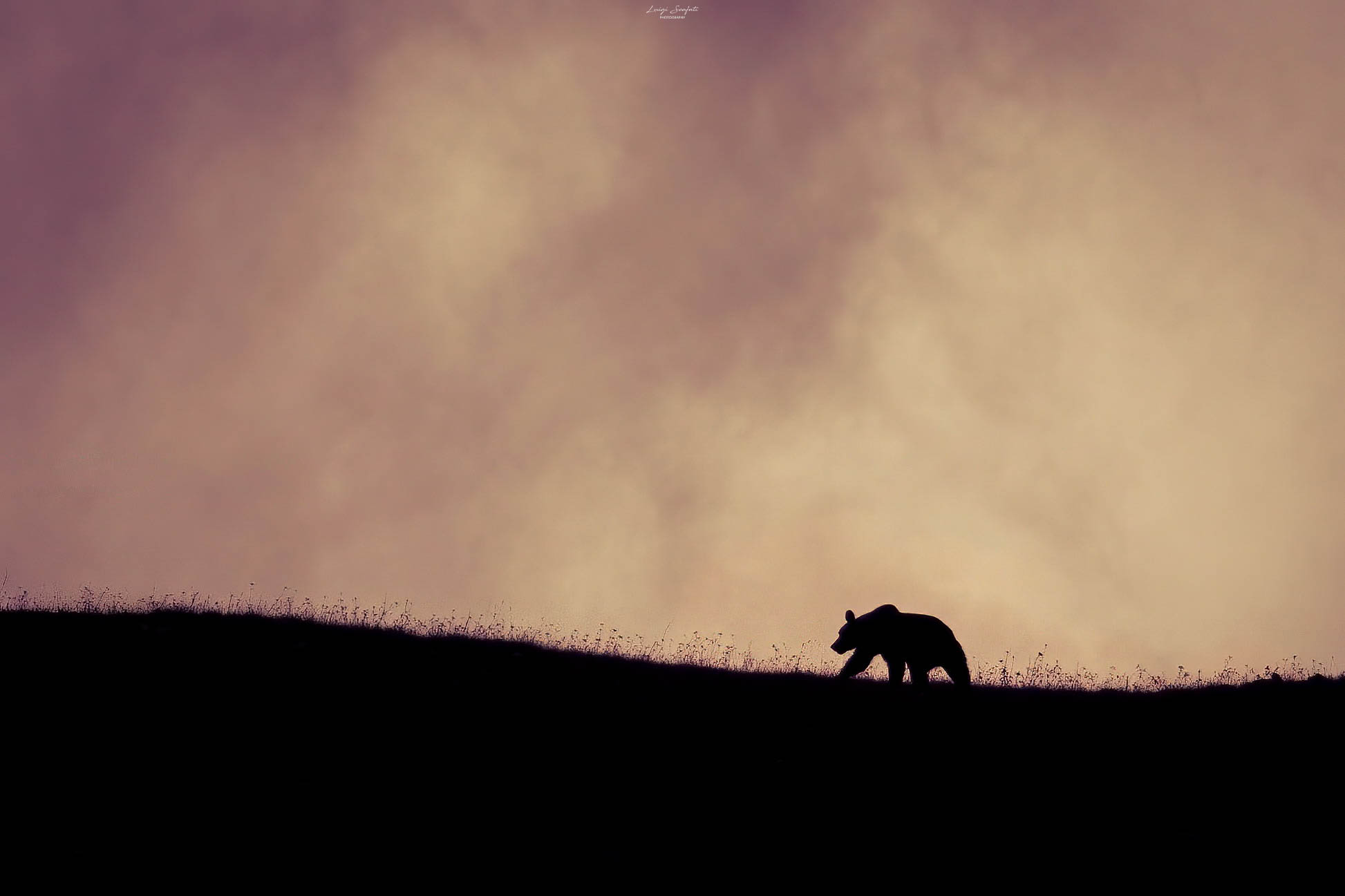 Marsican Brown Bear at sunset