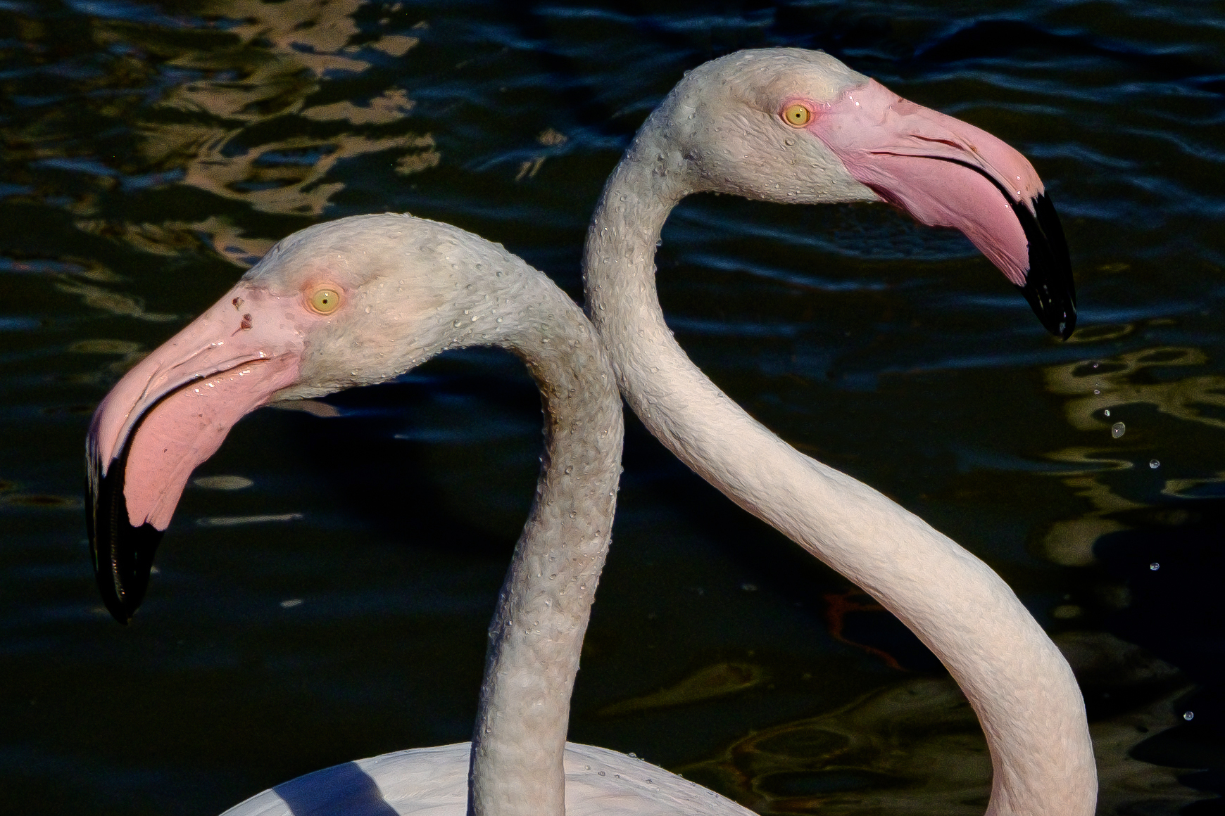 Flamingos 1