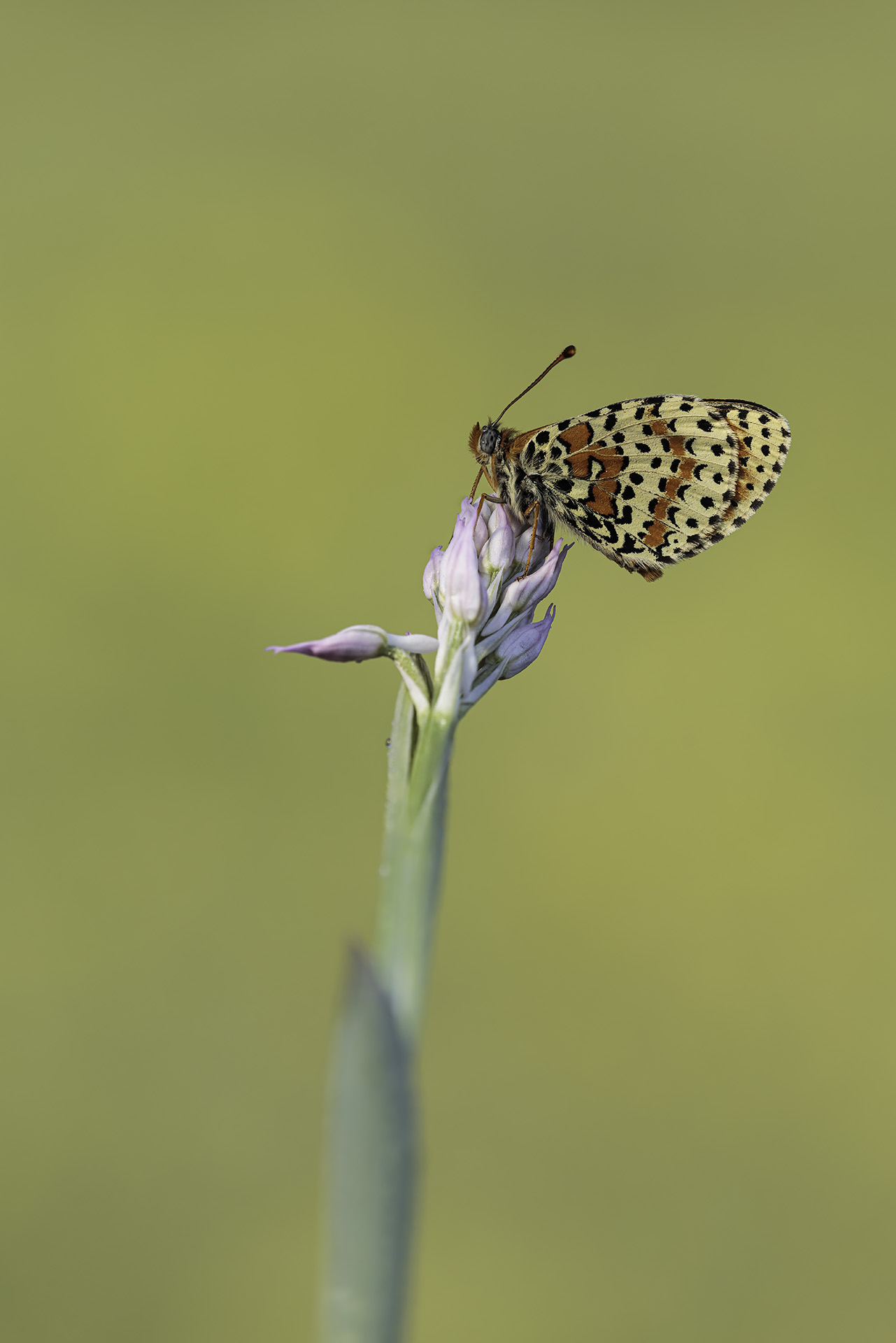Melitea didyma