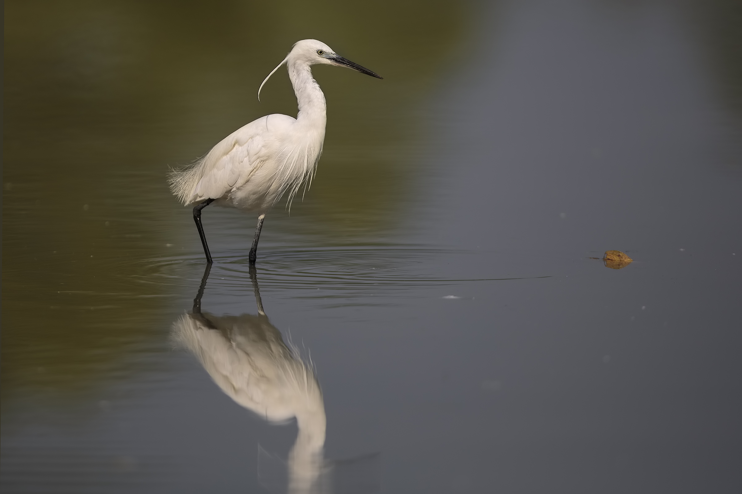 egret 2.8