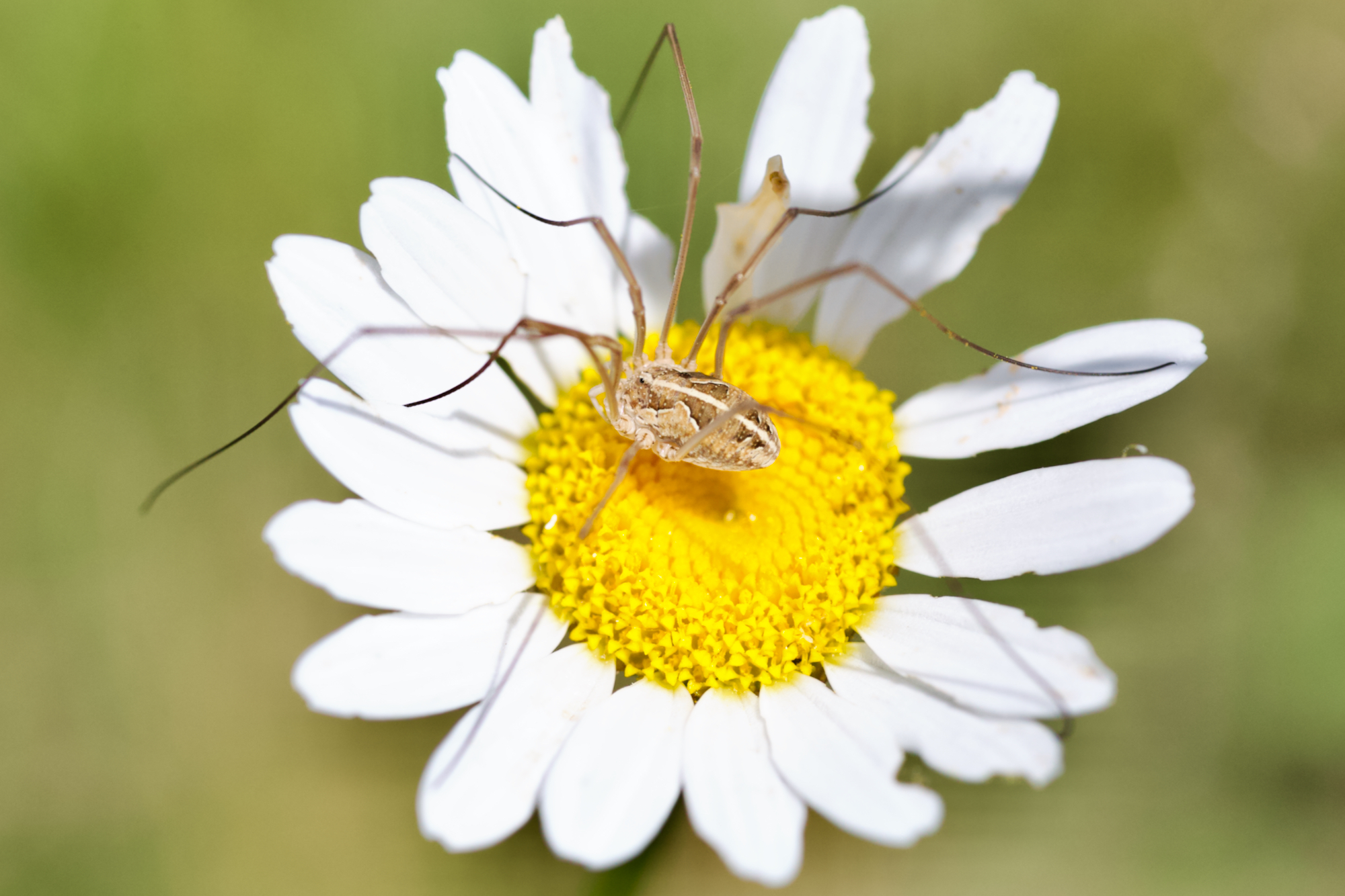 Female opilion