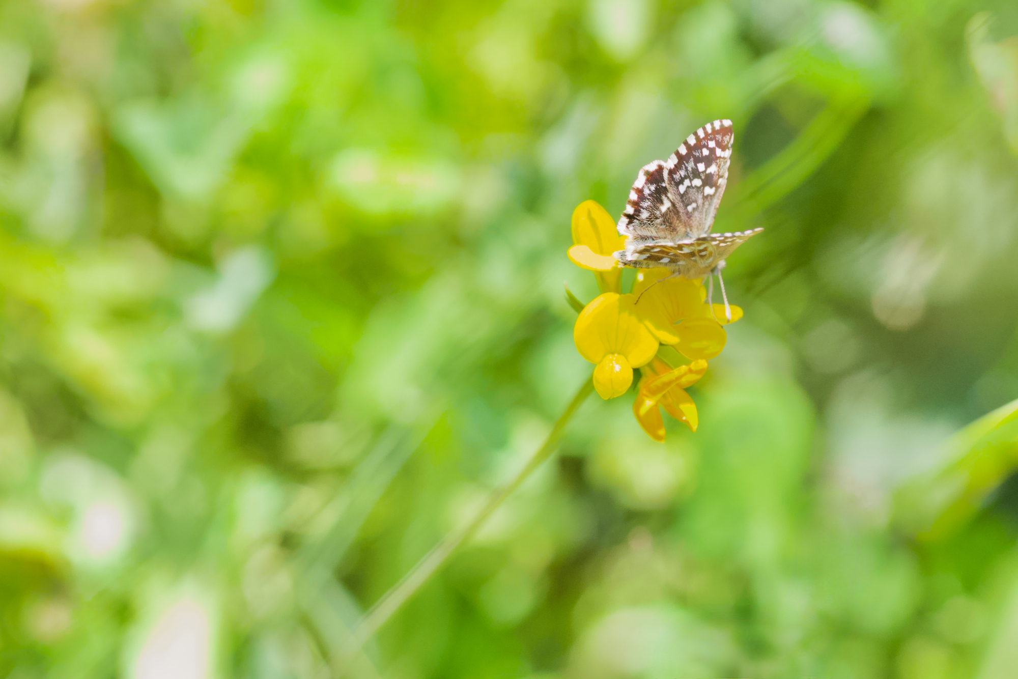Pyrgus malvoides (or Pyrgus malvae)