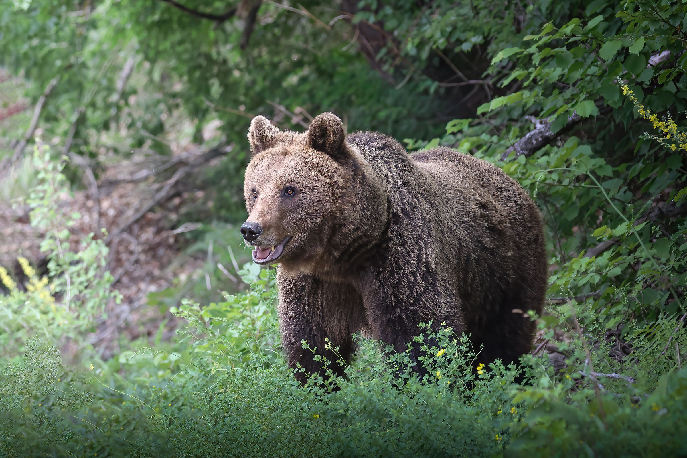 European brown bear