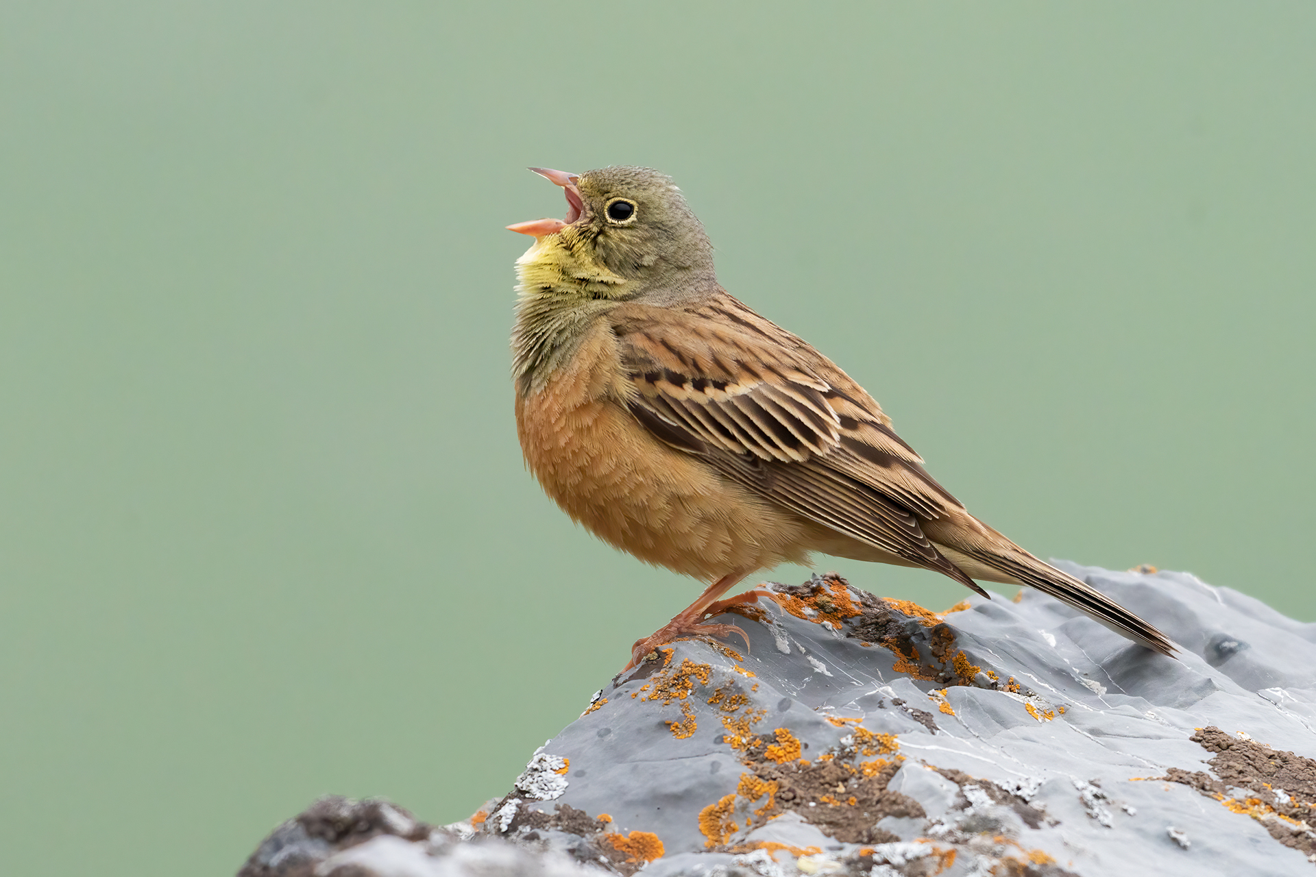 Ortolano