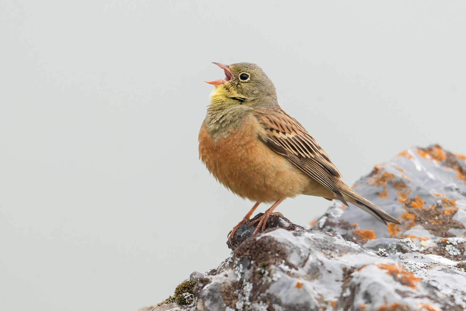 Ortolano