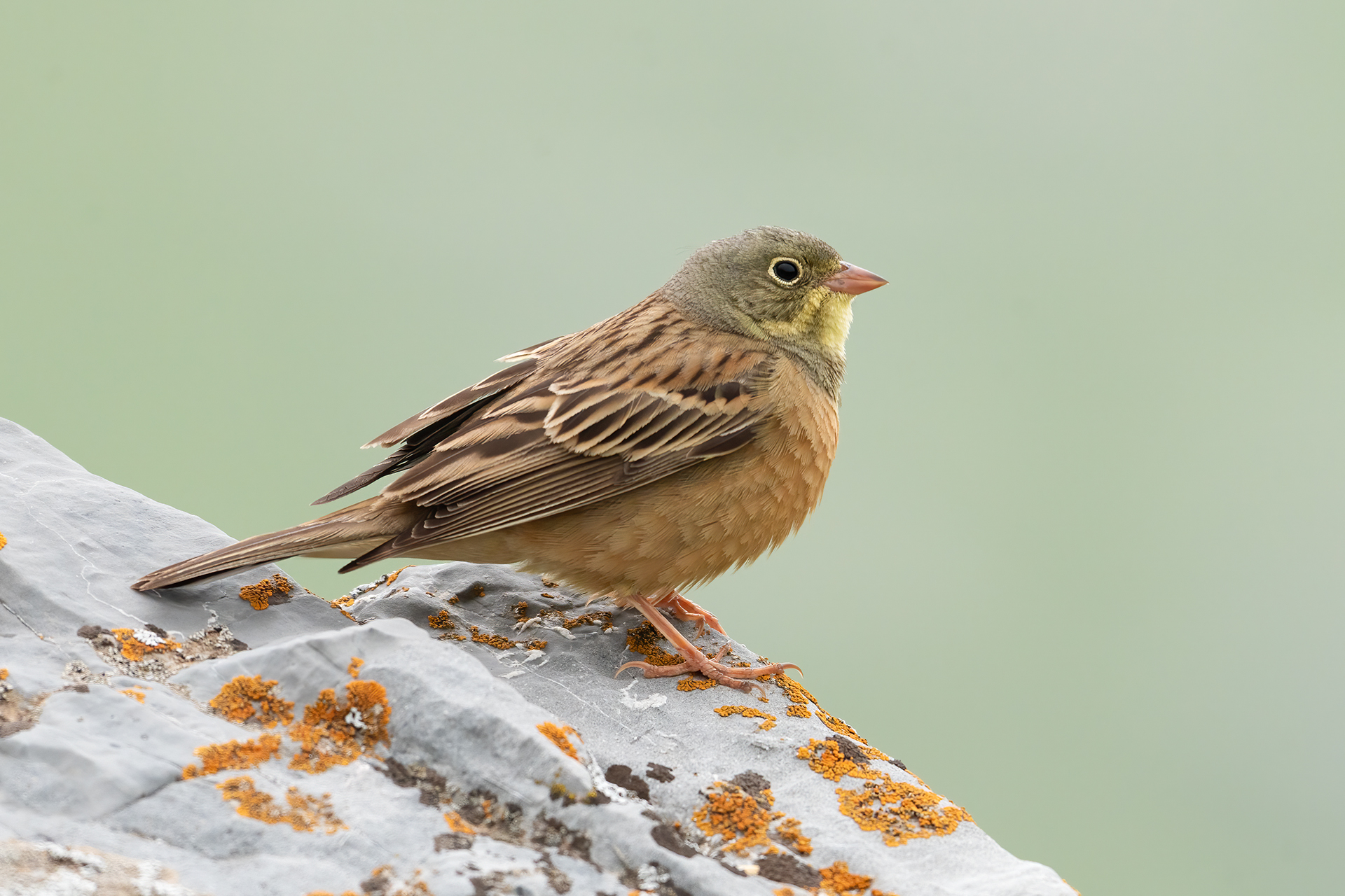 Ortolano