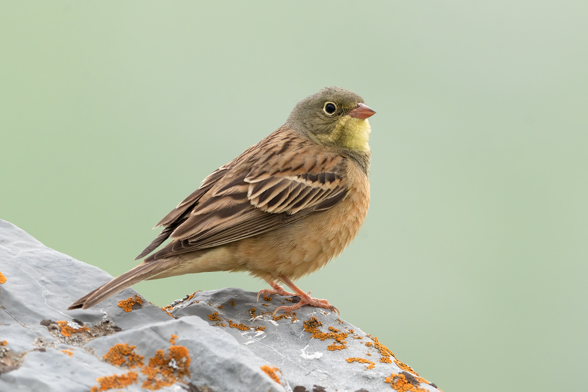 Ortolano