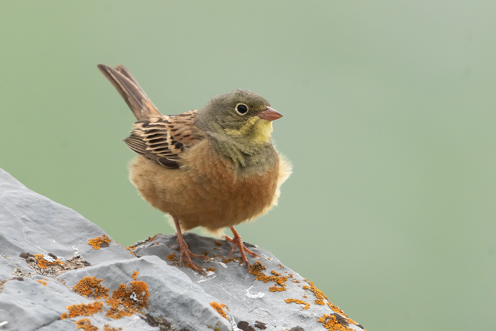 Ortolano