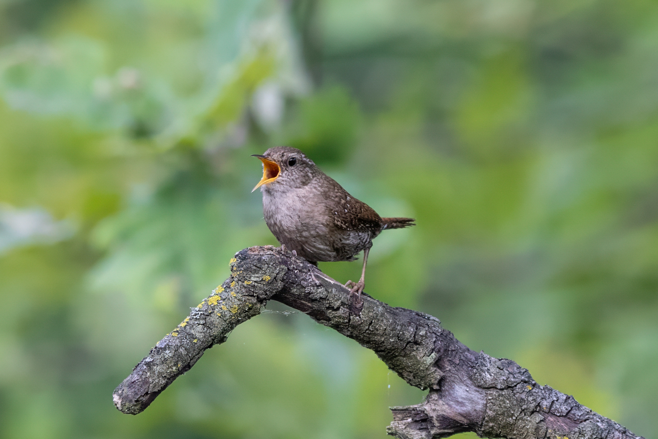 Singing