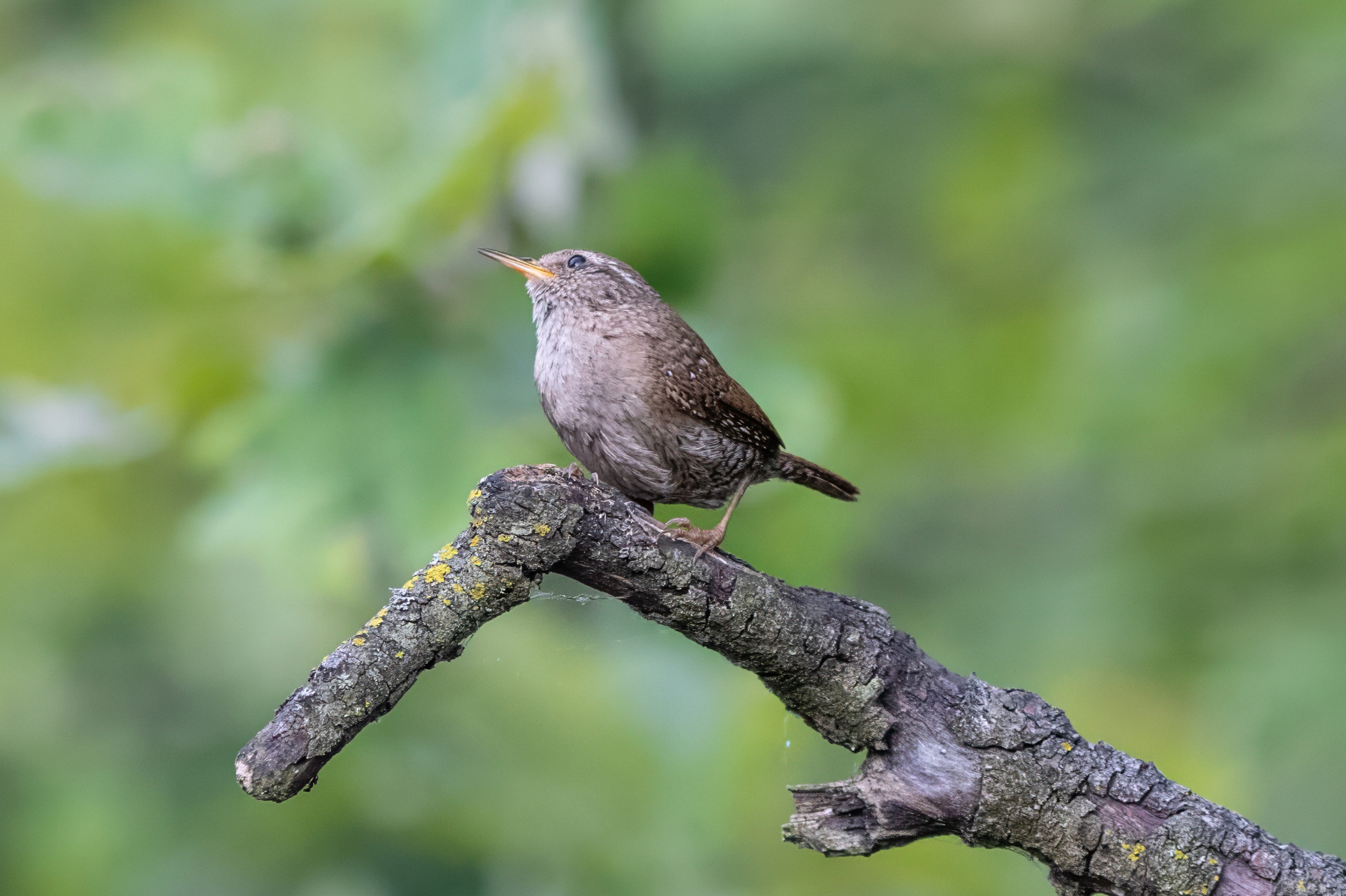Singing