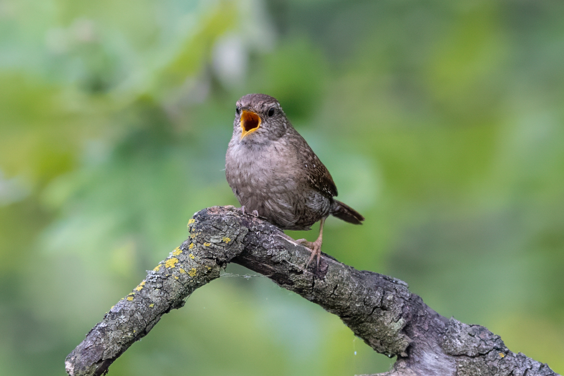 Singing