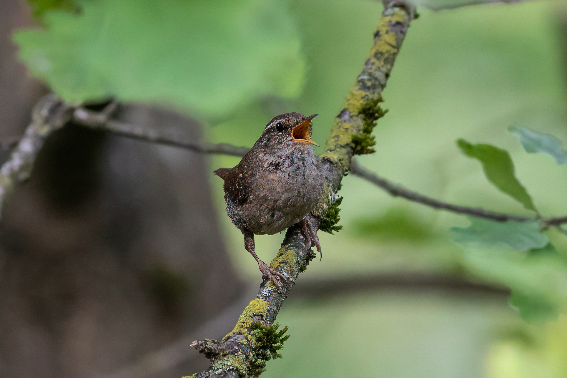 Singing