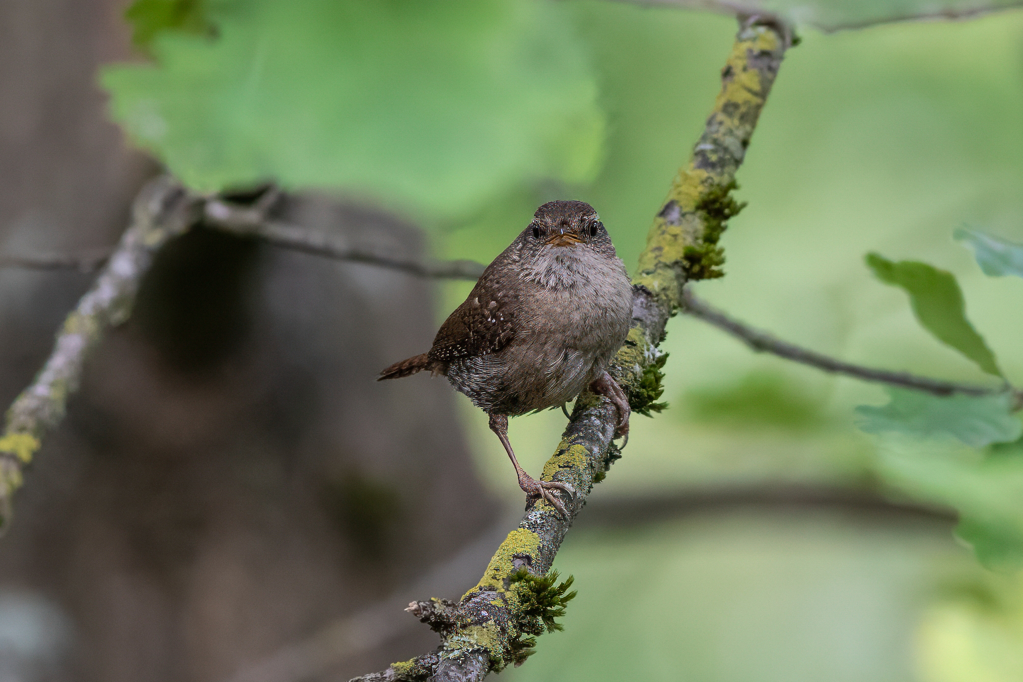 Singing