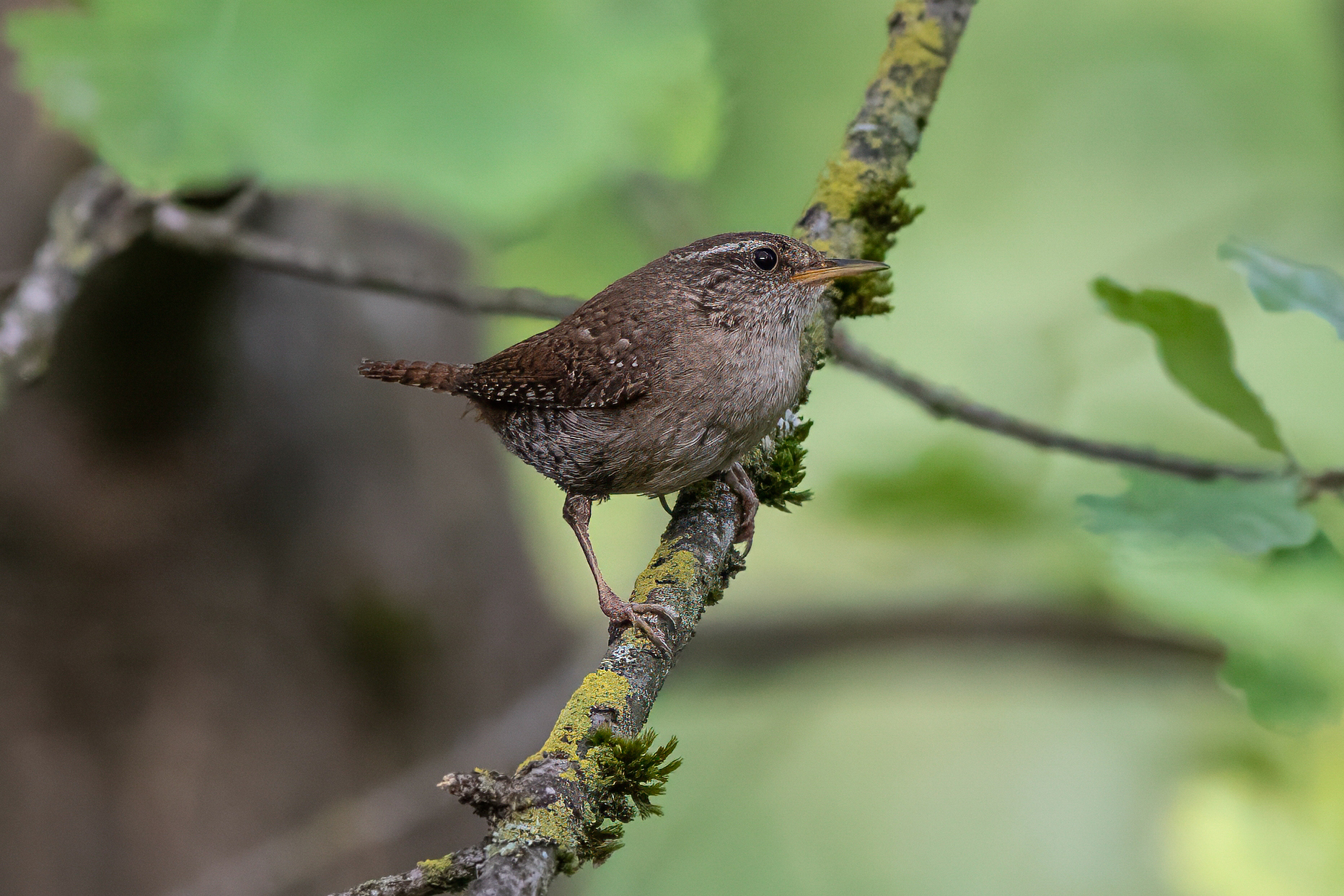 Singing