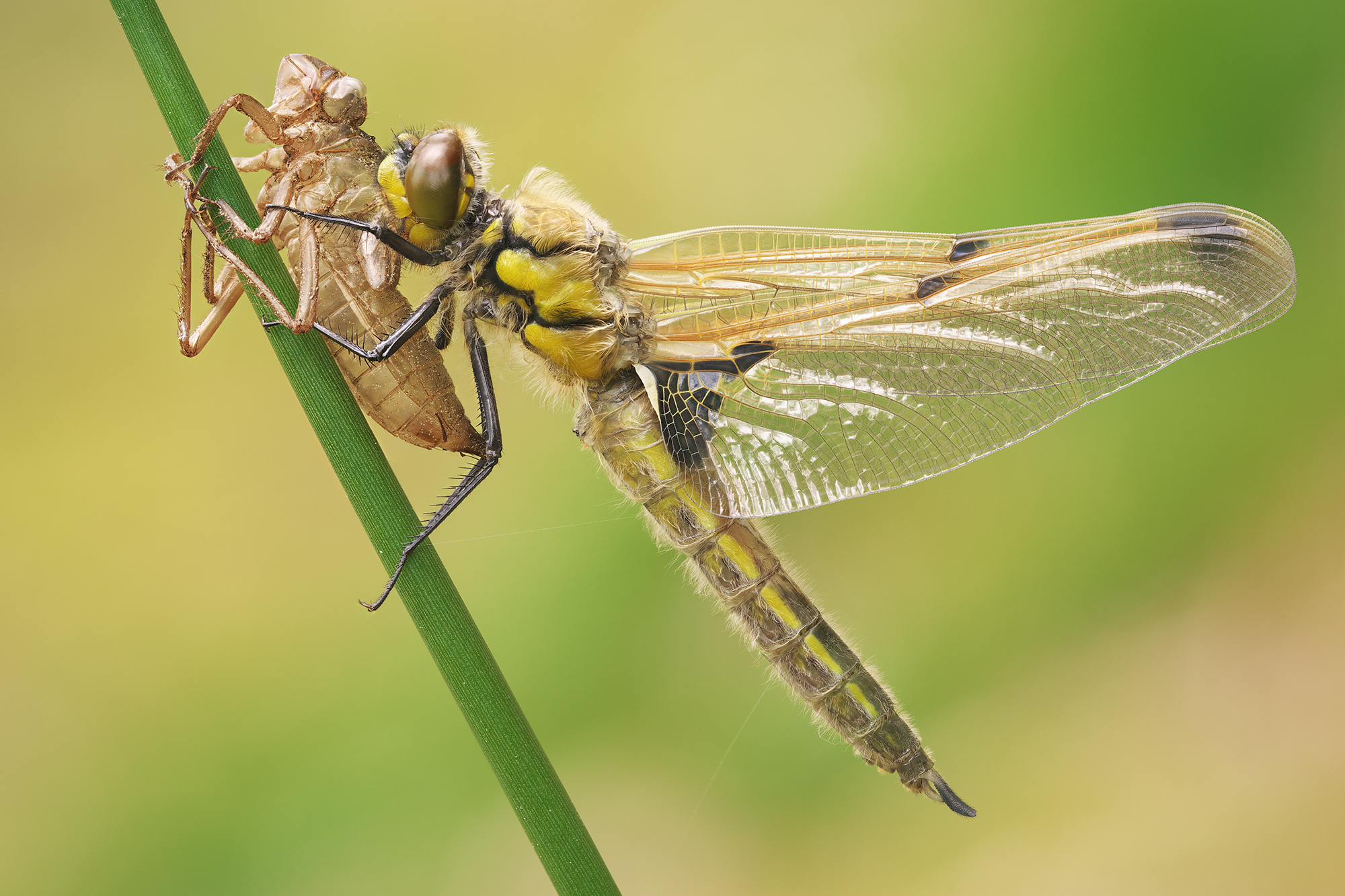 Libellula quadrimaculata