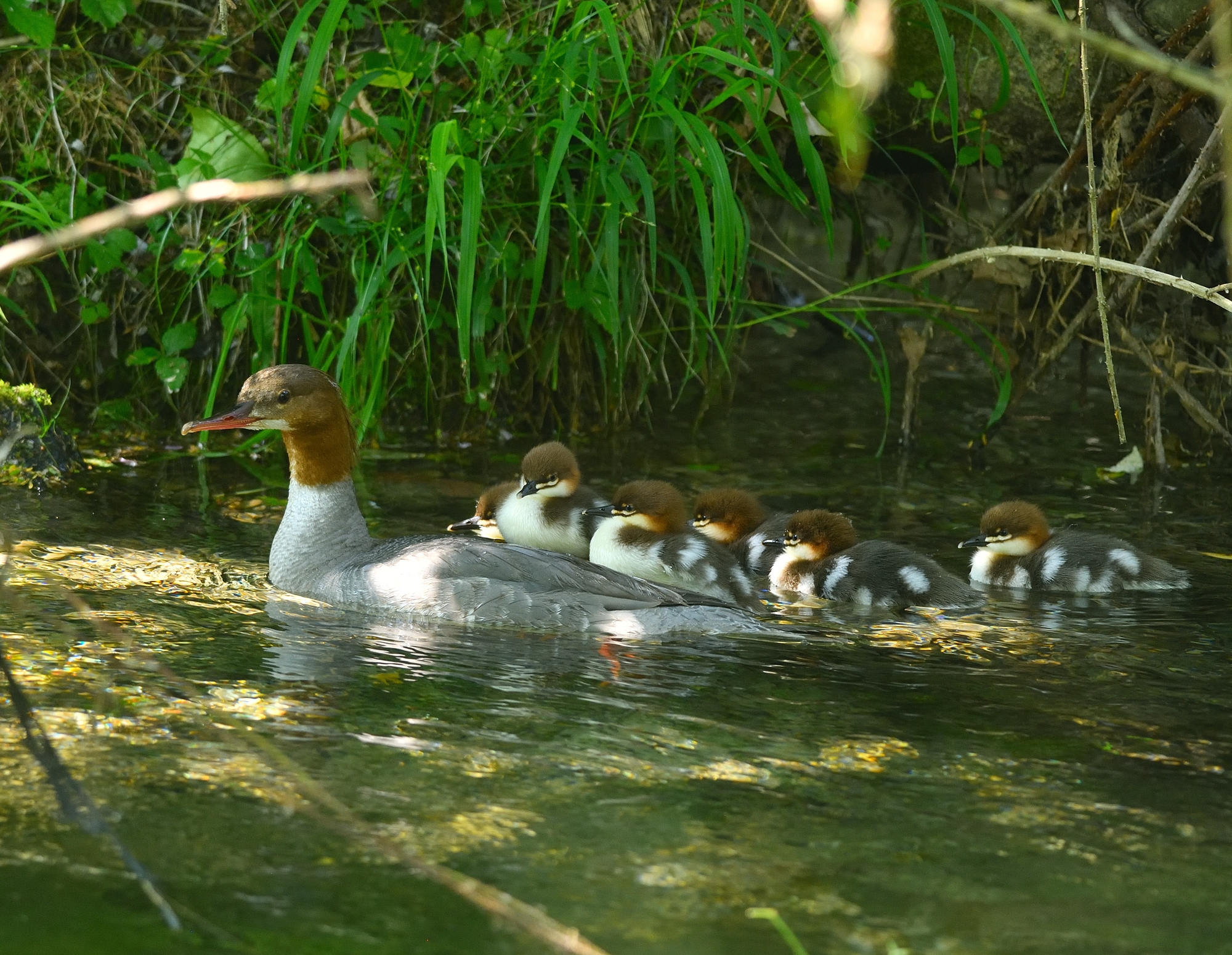 Walking with mom...