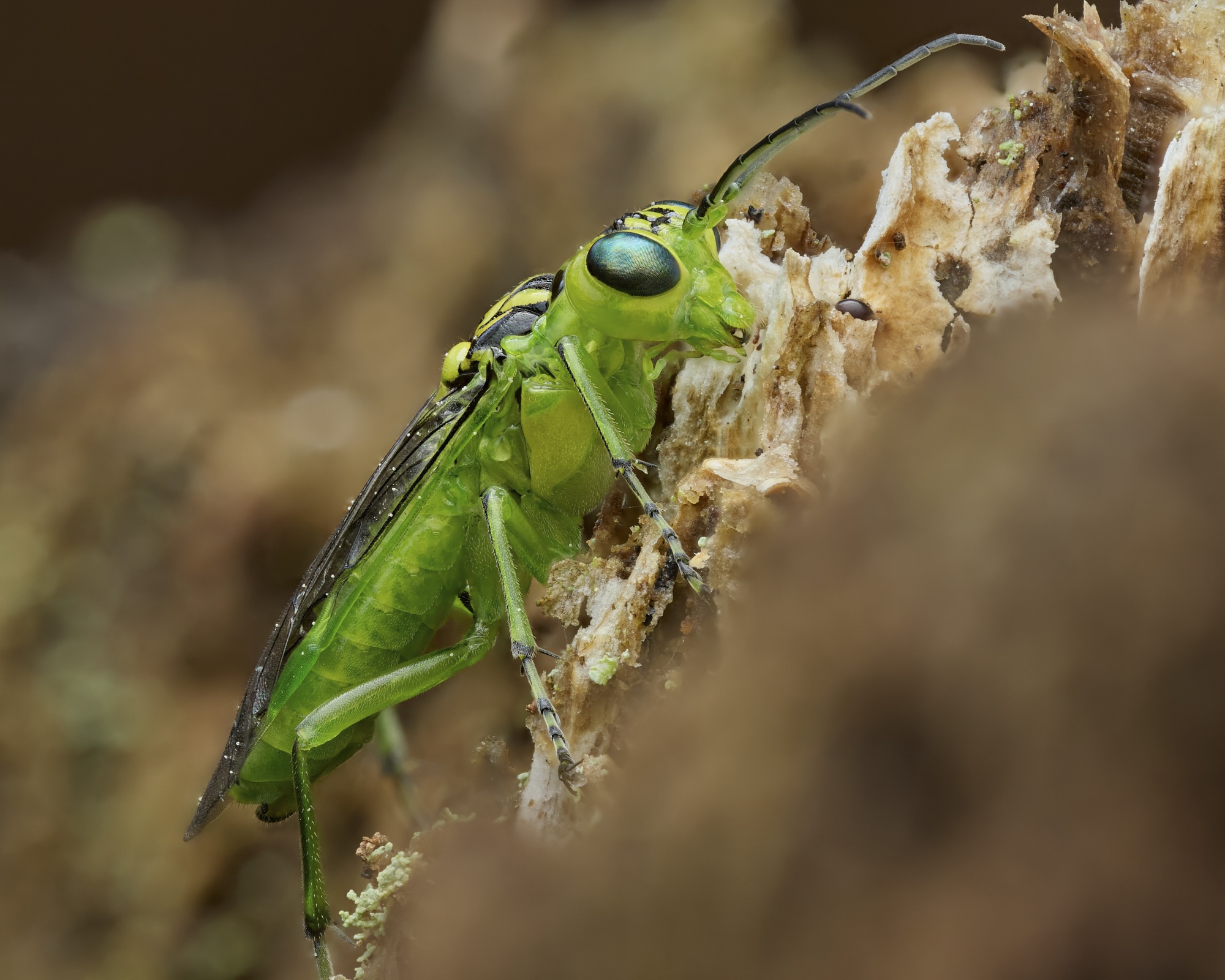 Rhogogaster sp.