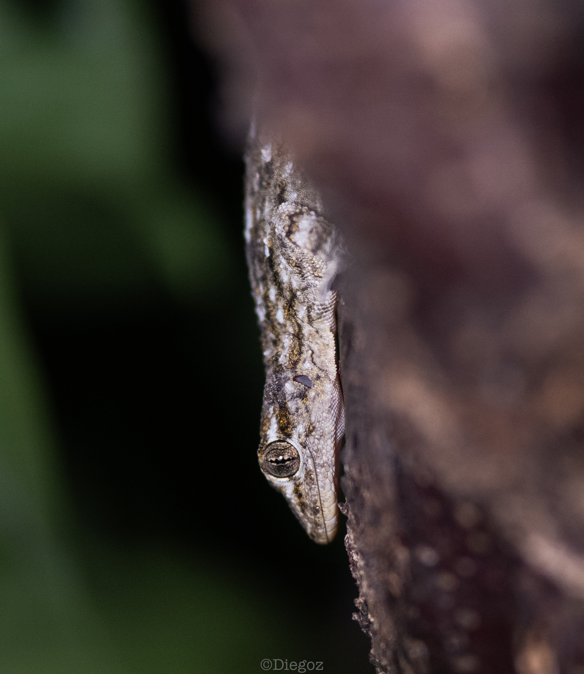 Senza Titolo