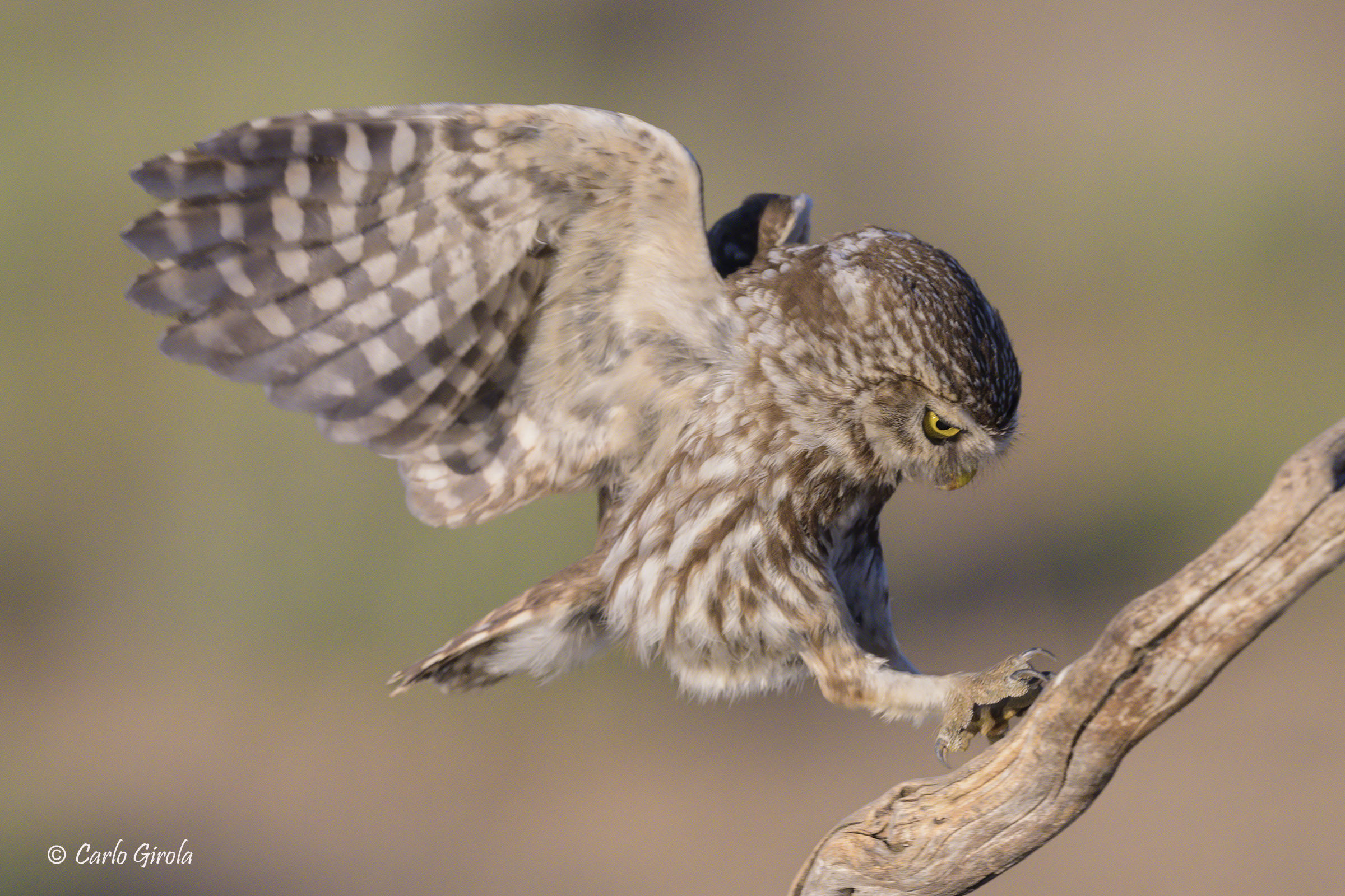 Owl (Athene noctua)