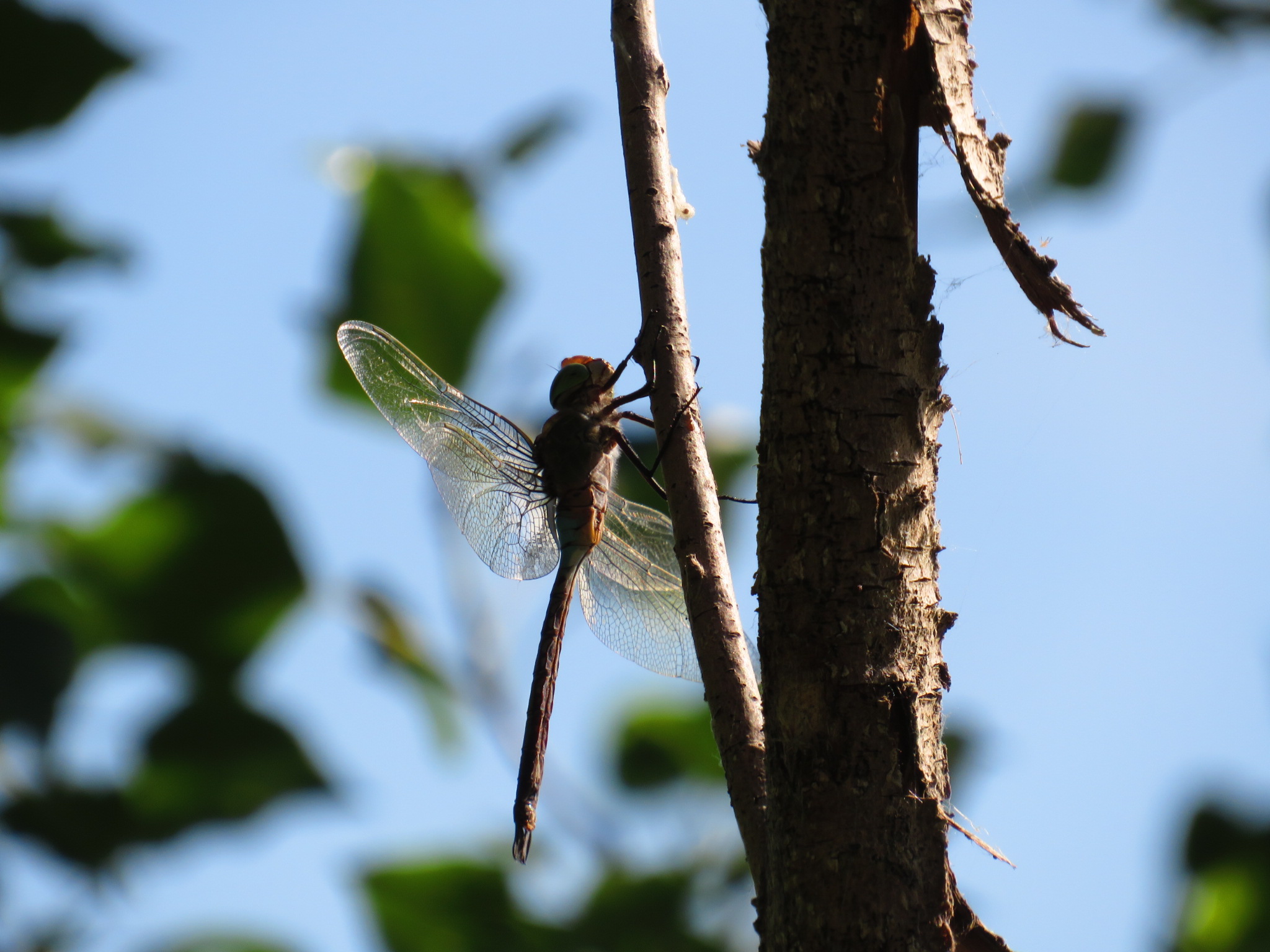 Libellula