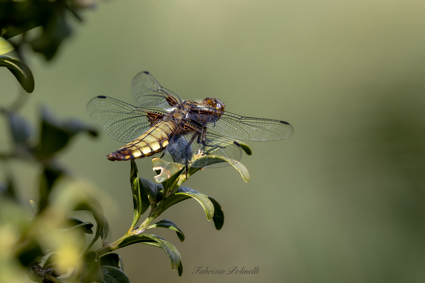 Dragonfly
