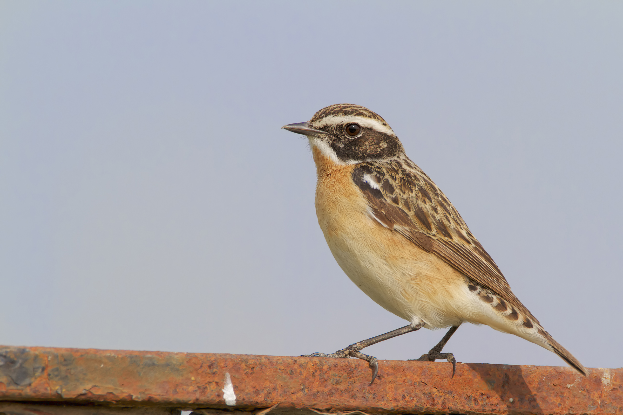 Whinchat