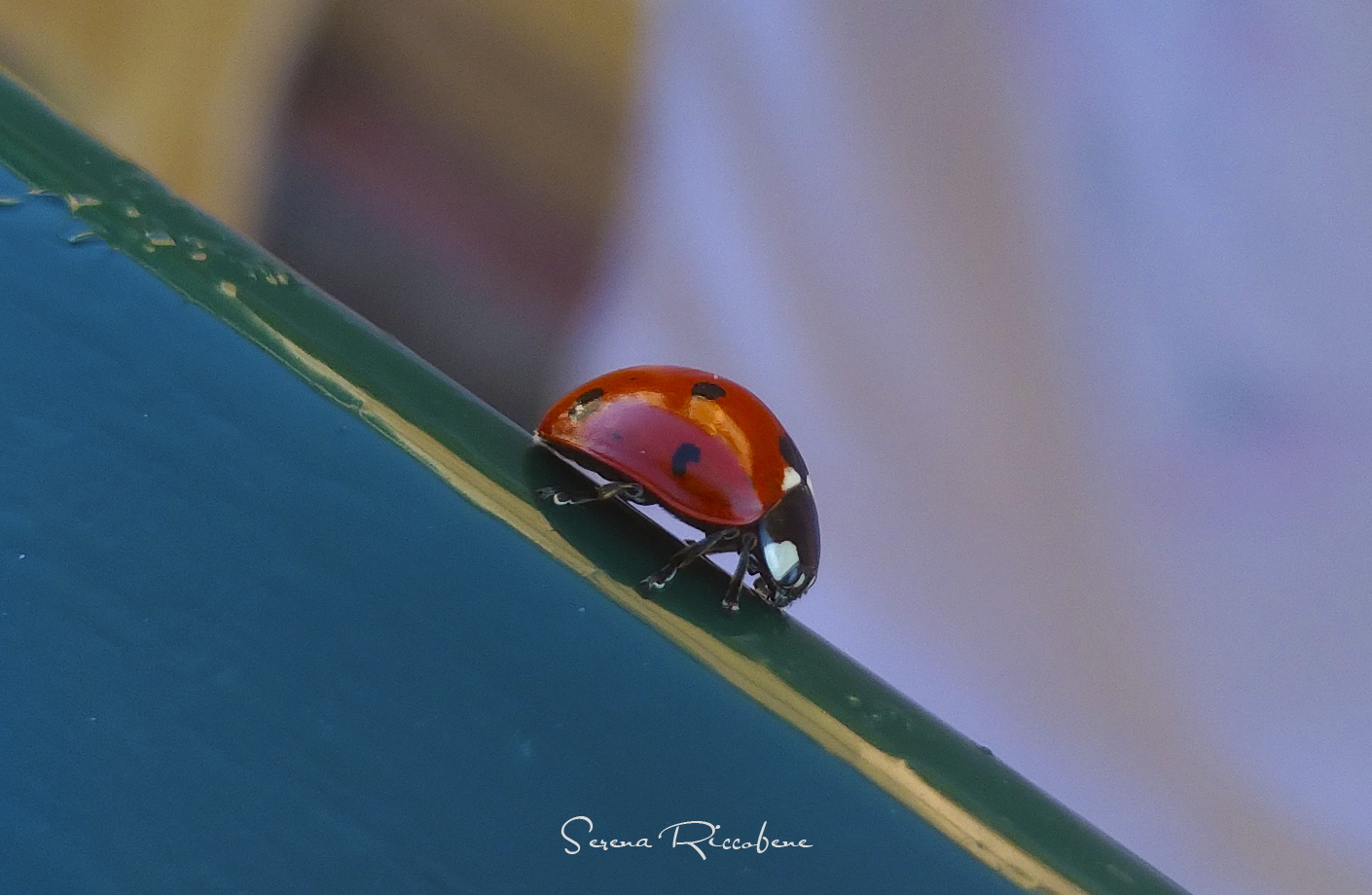 Ladybug